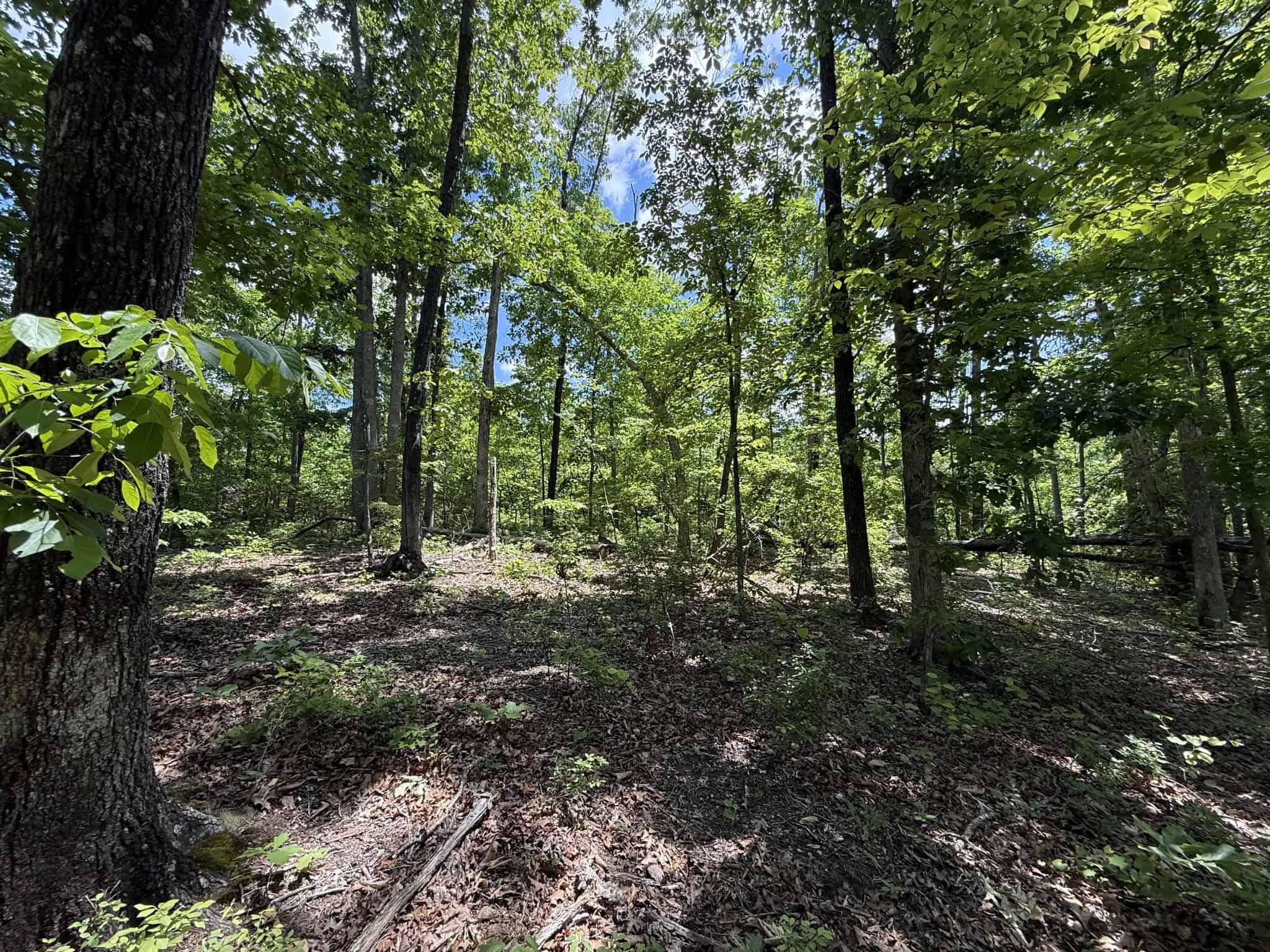 WOODED LAND, ROLLING HILLS NEAR PICKWICK LAKE