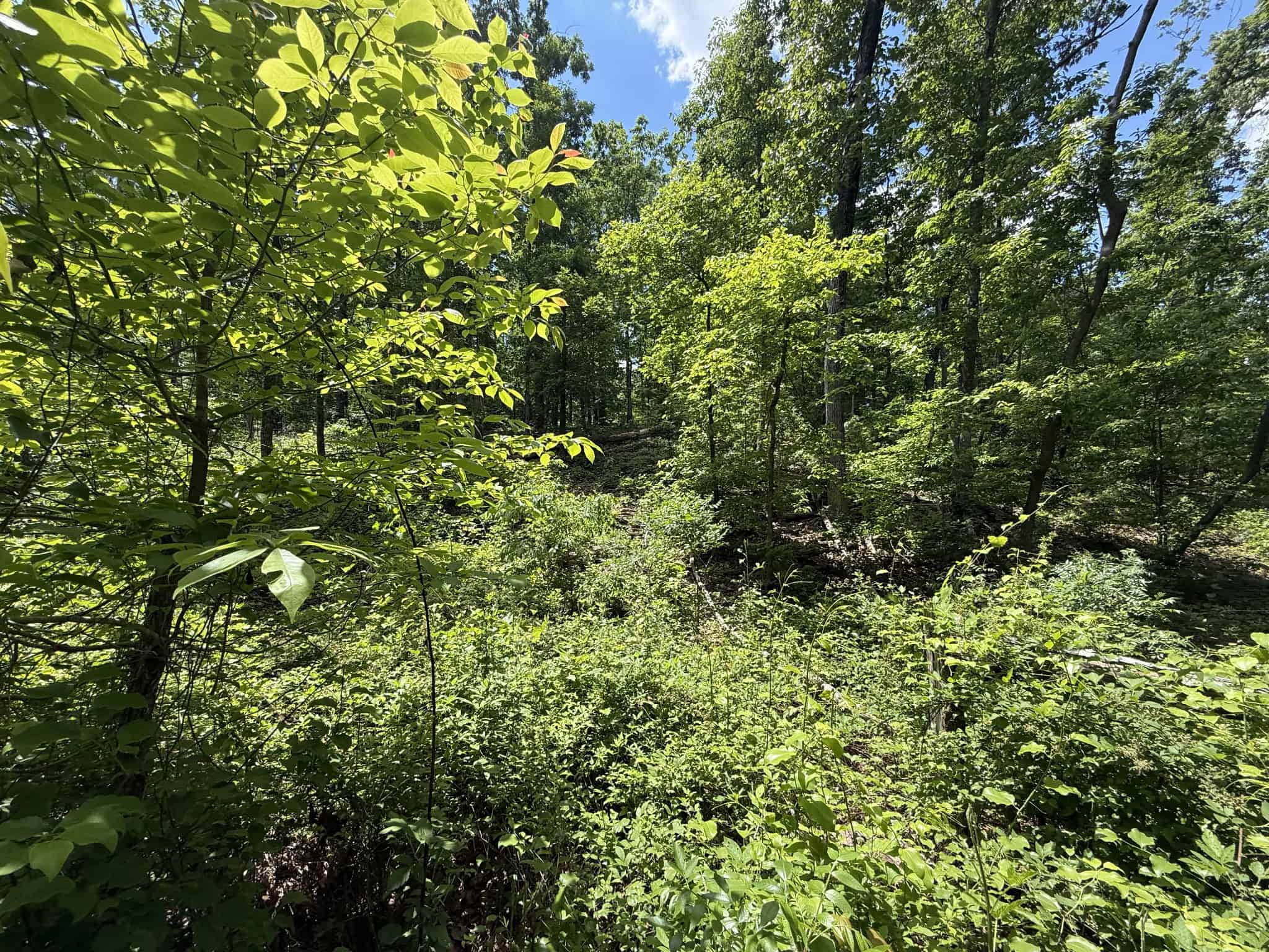 WOODED LAND, ROLLING HILLS NEAR PICKWICK LAKE