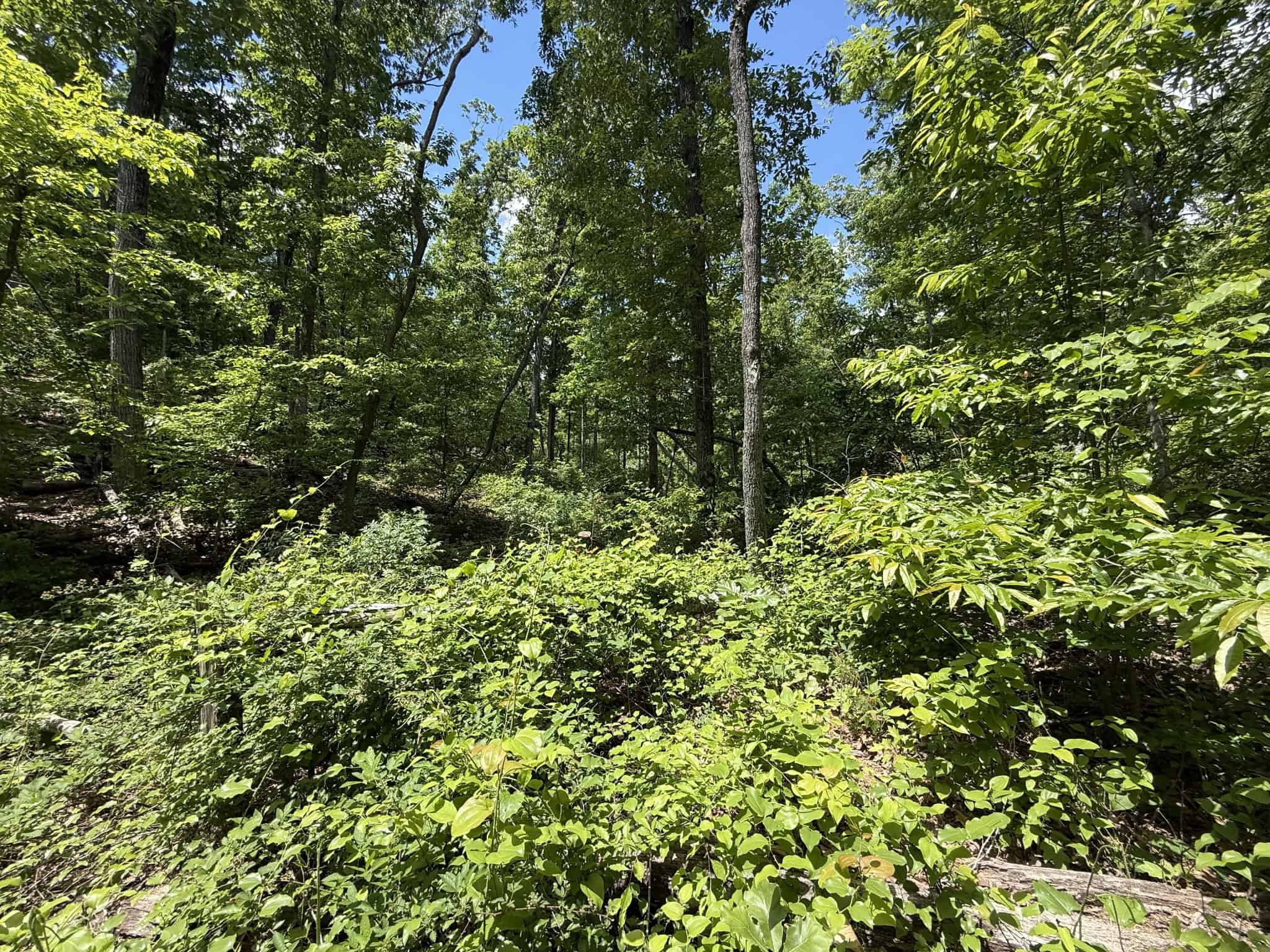 WOODED LAND, ROLLING HILLS NEAR PICKWICK LAKE