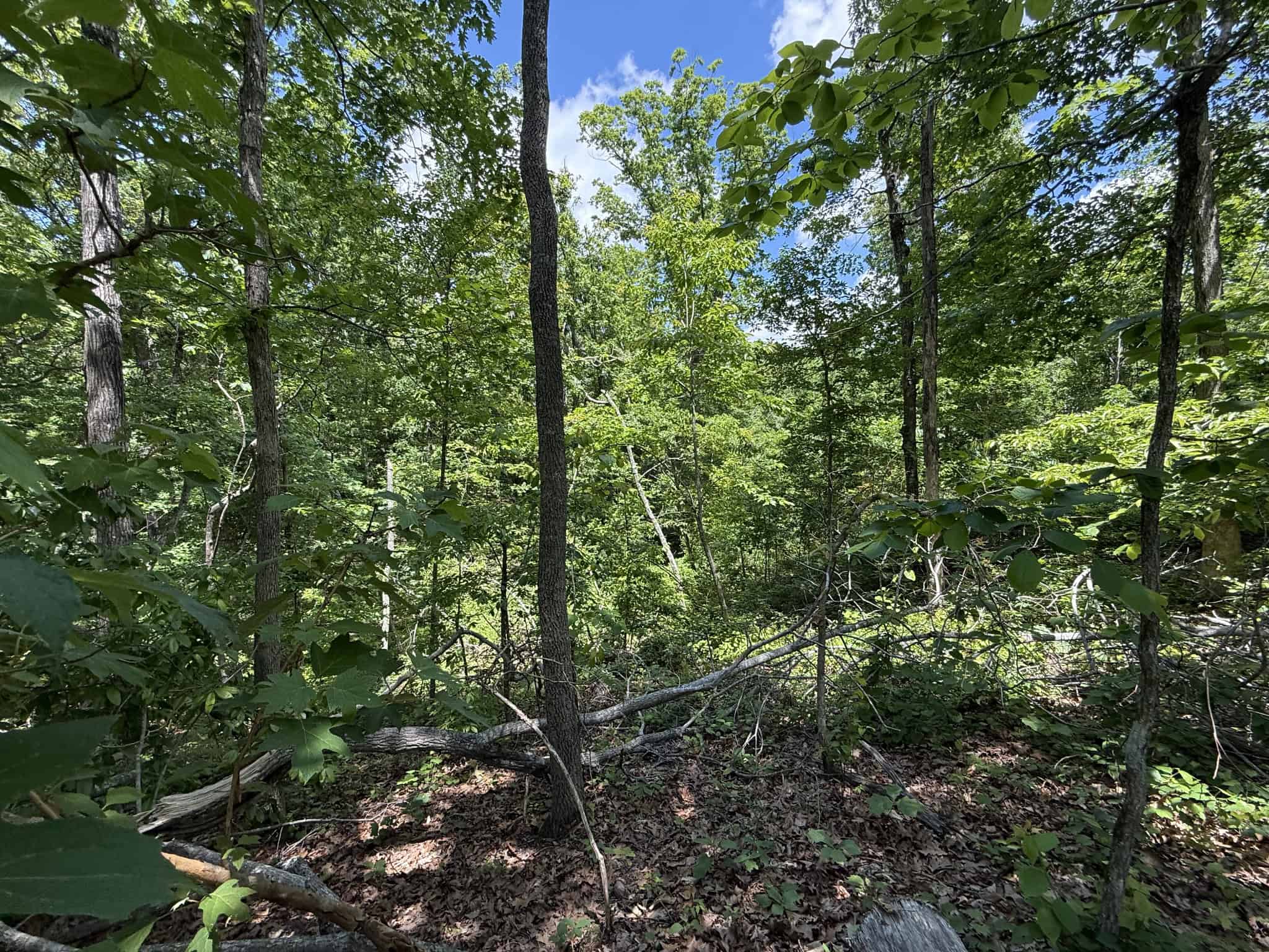WOODED LAND, ROLLING HILLS NEAR PICKWICK LAKE