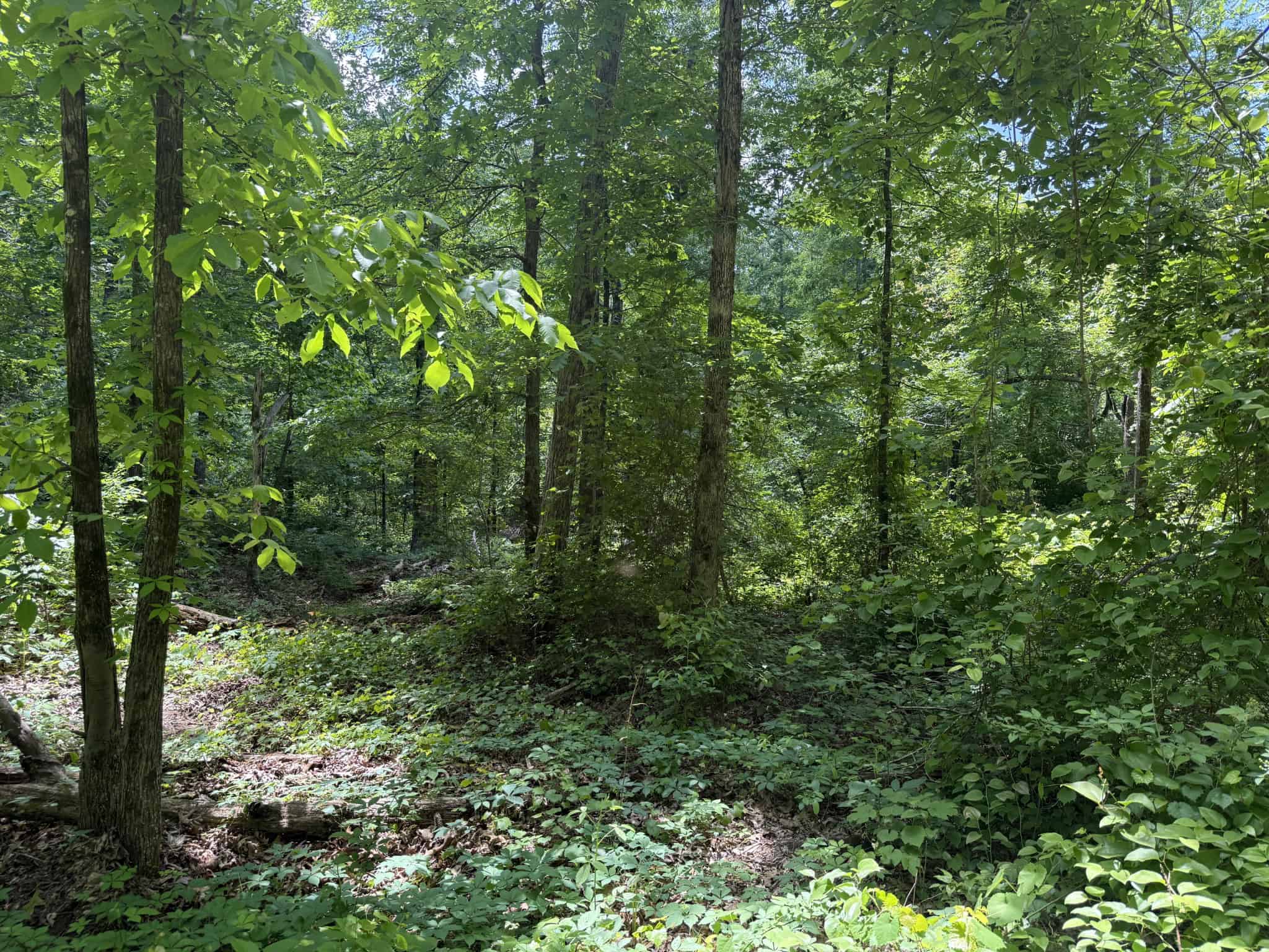 WOODED LAND, ROLLING HILLS NEAR PICKWICK LAKE