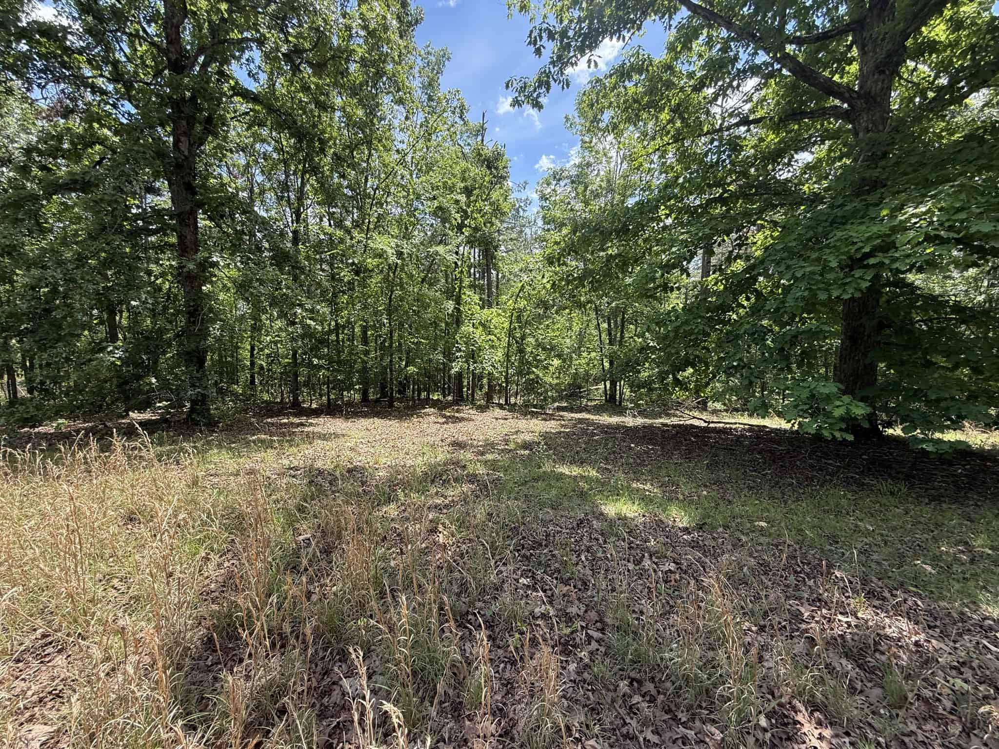WOODED LAND, ROLLING HILLS NEAR PICKWICK LAKE