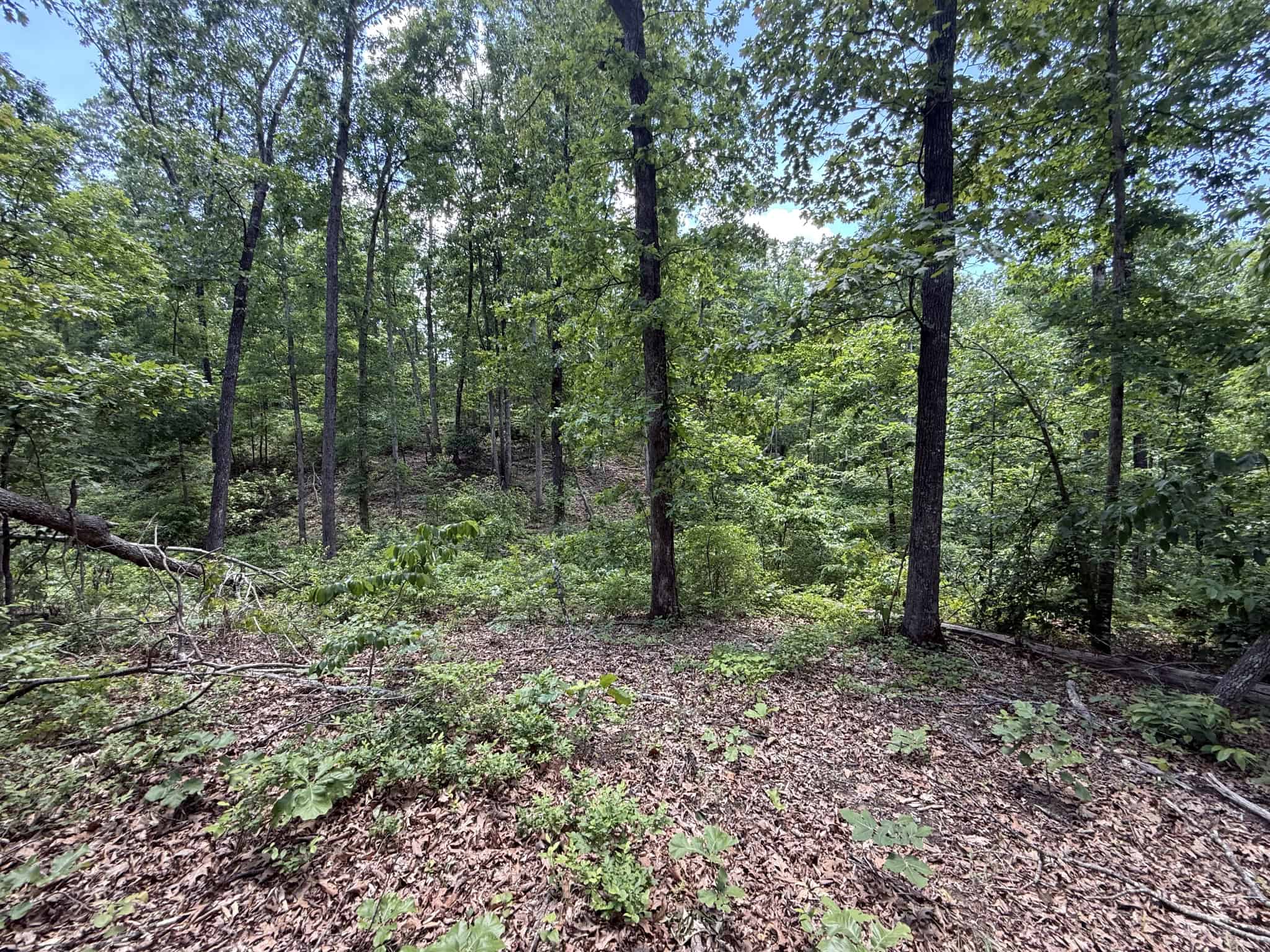 WOODED LAND, ROLLING HILLS NEAR PICKWICK LAKE