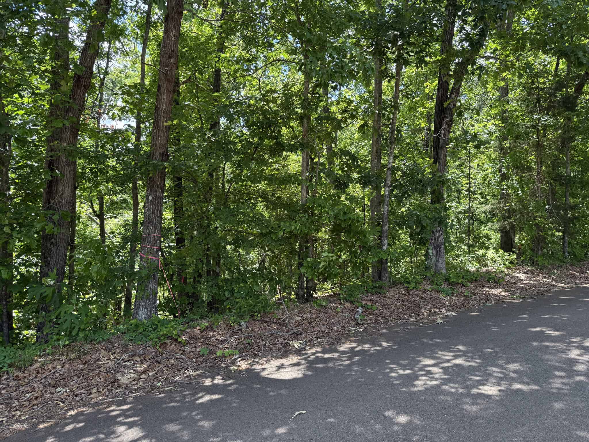 WOODED LAND, ROLLING HILLS NEAR PICKWICK LAKE