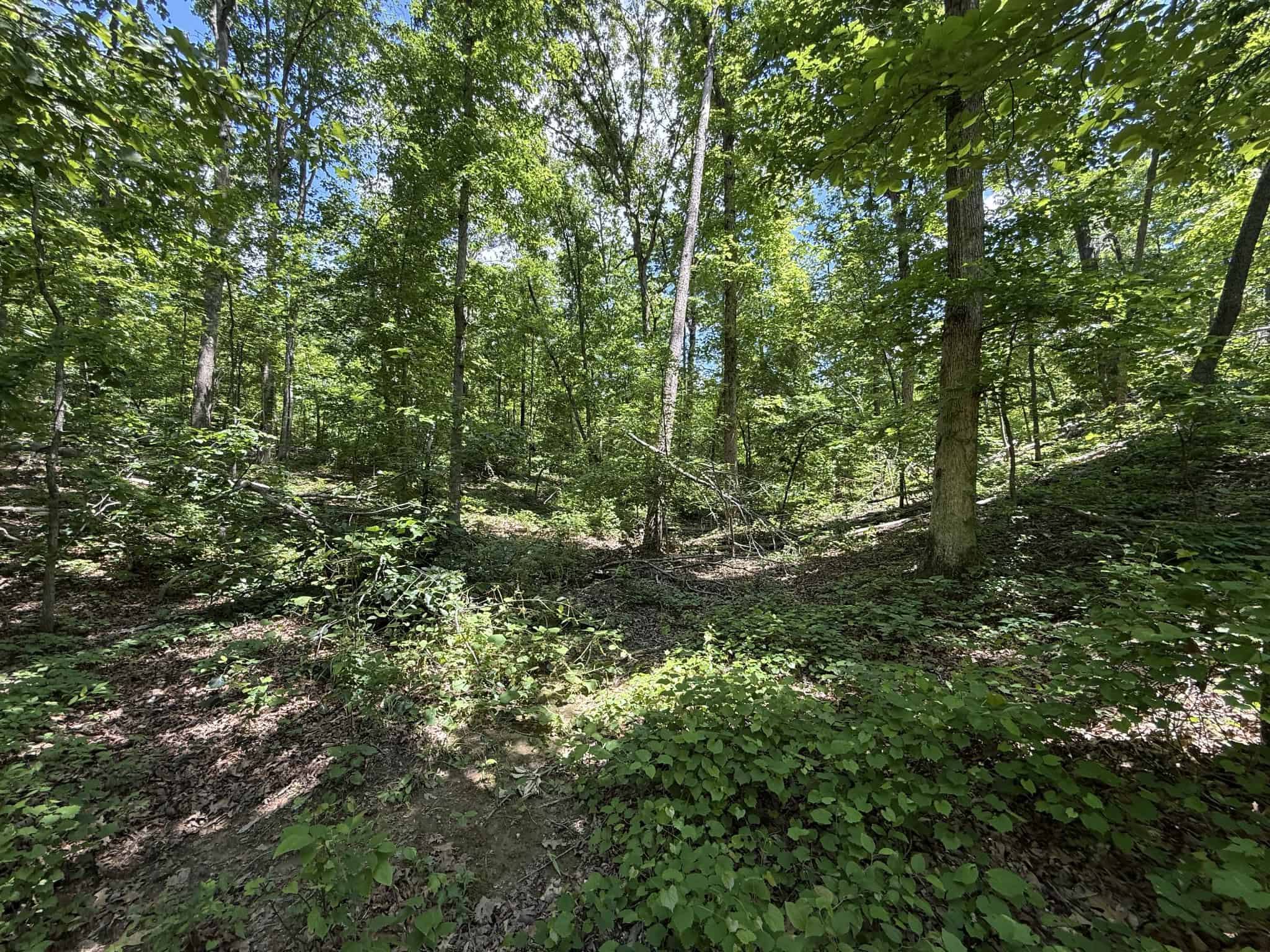 WOODED LAND, ROLLING HILLS NEAR PICKWICK LAKE