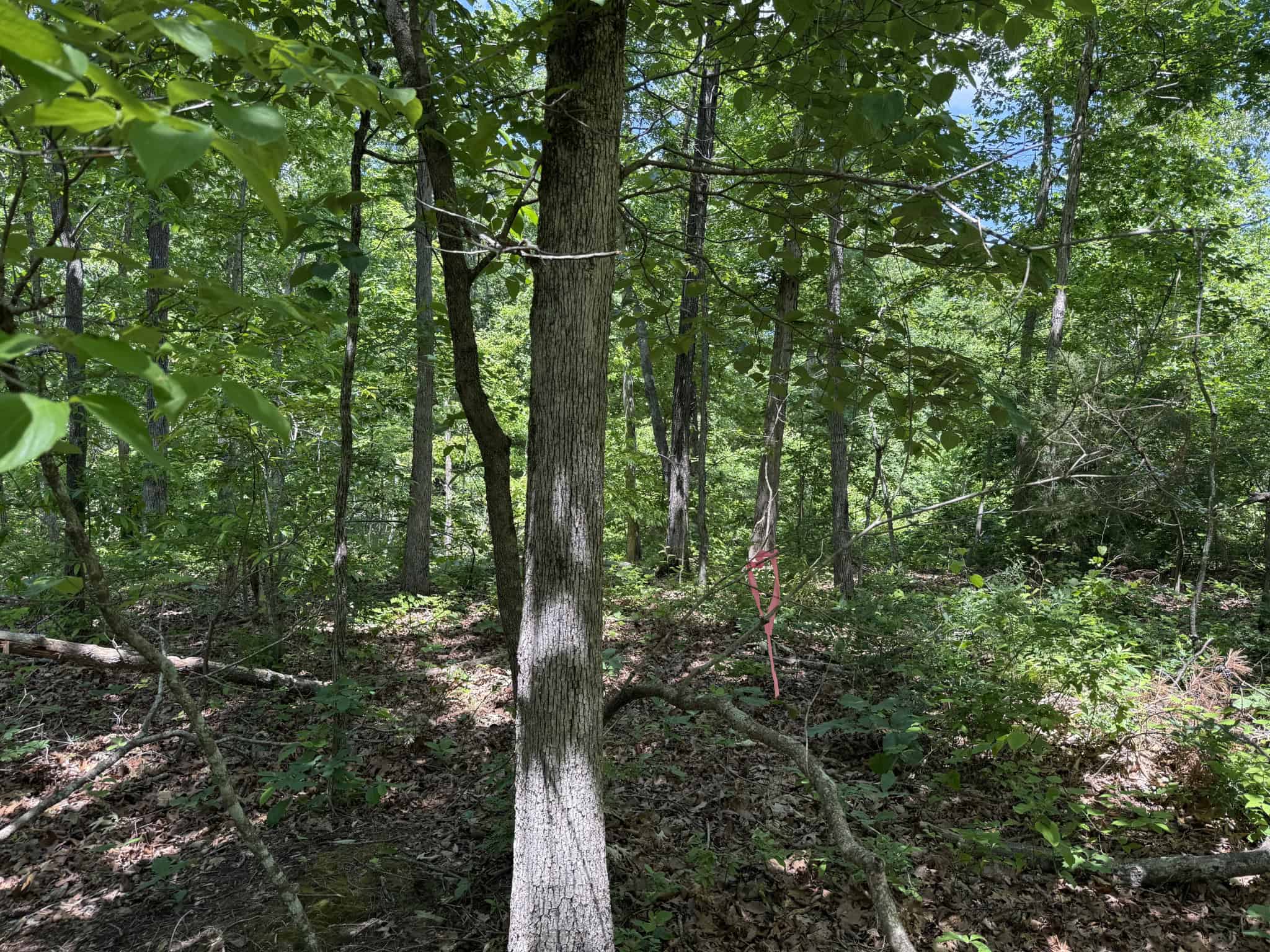 WOODED LAND, ROLLING HILLS NEAR PICKWICK LAKE