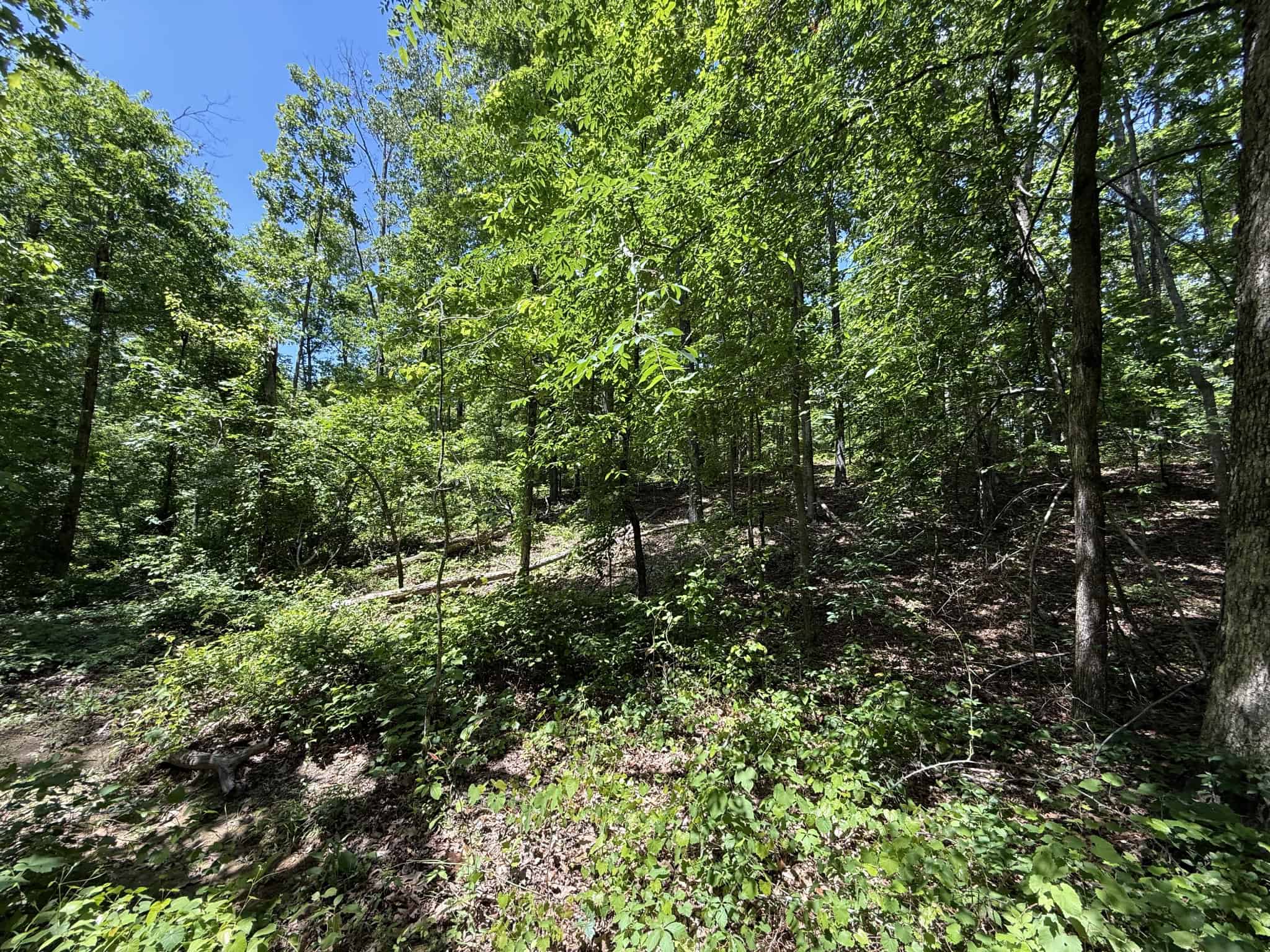 WOODED LAND, ROLLING HILLS NEAR PICKWICK LAKE