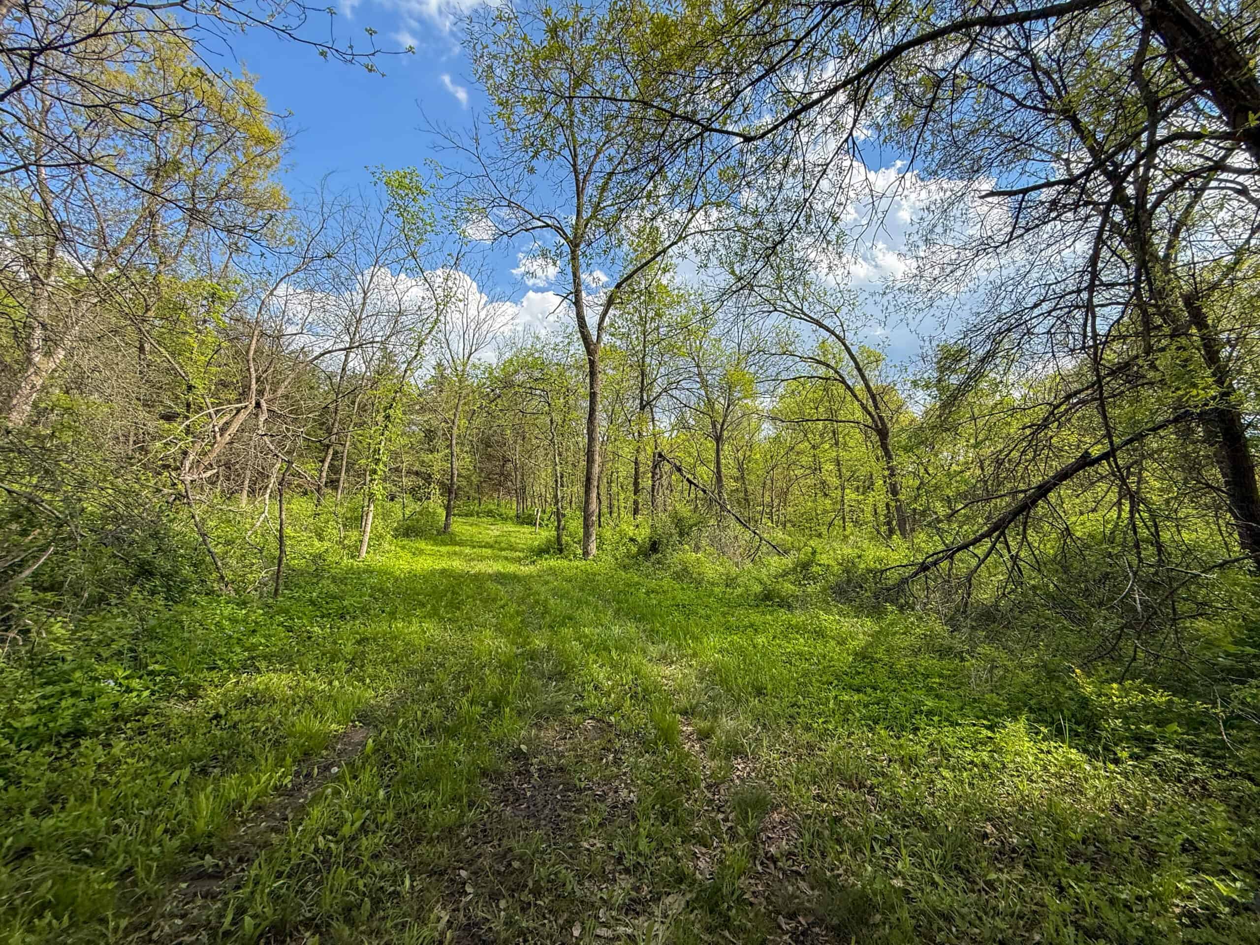 98± Acres – Monroe County, Iowa | Premier Hunting & Recreational Tract Southwest of Albia