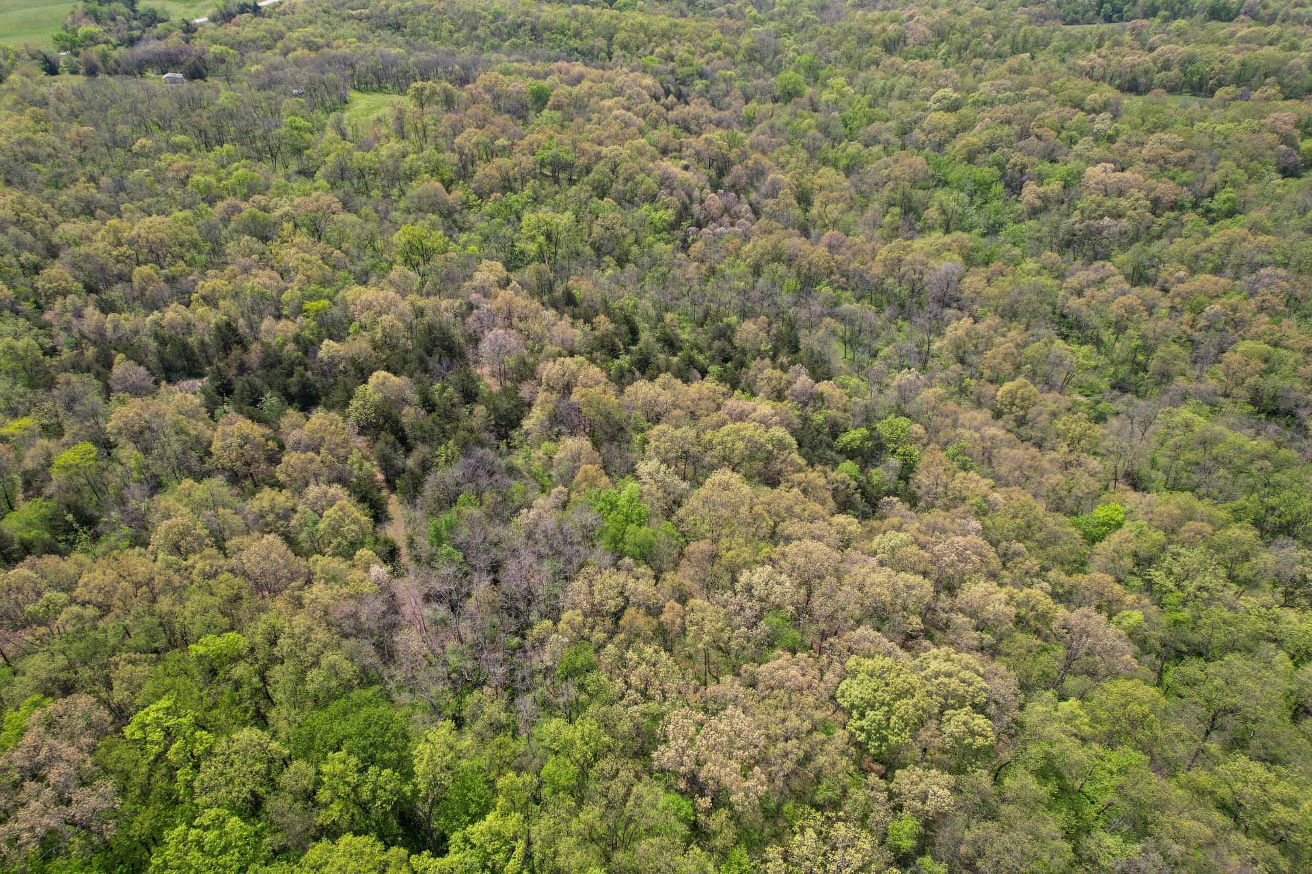 98± Acres – Monroe County, Iowa | Premier Hunting & Recreational Tract Southwest of Albia