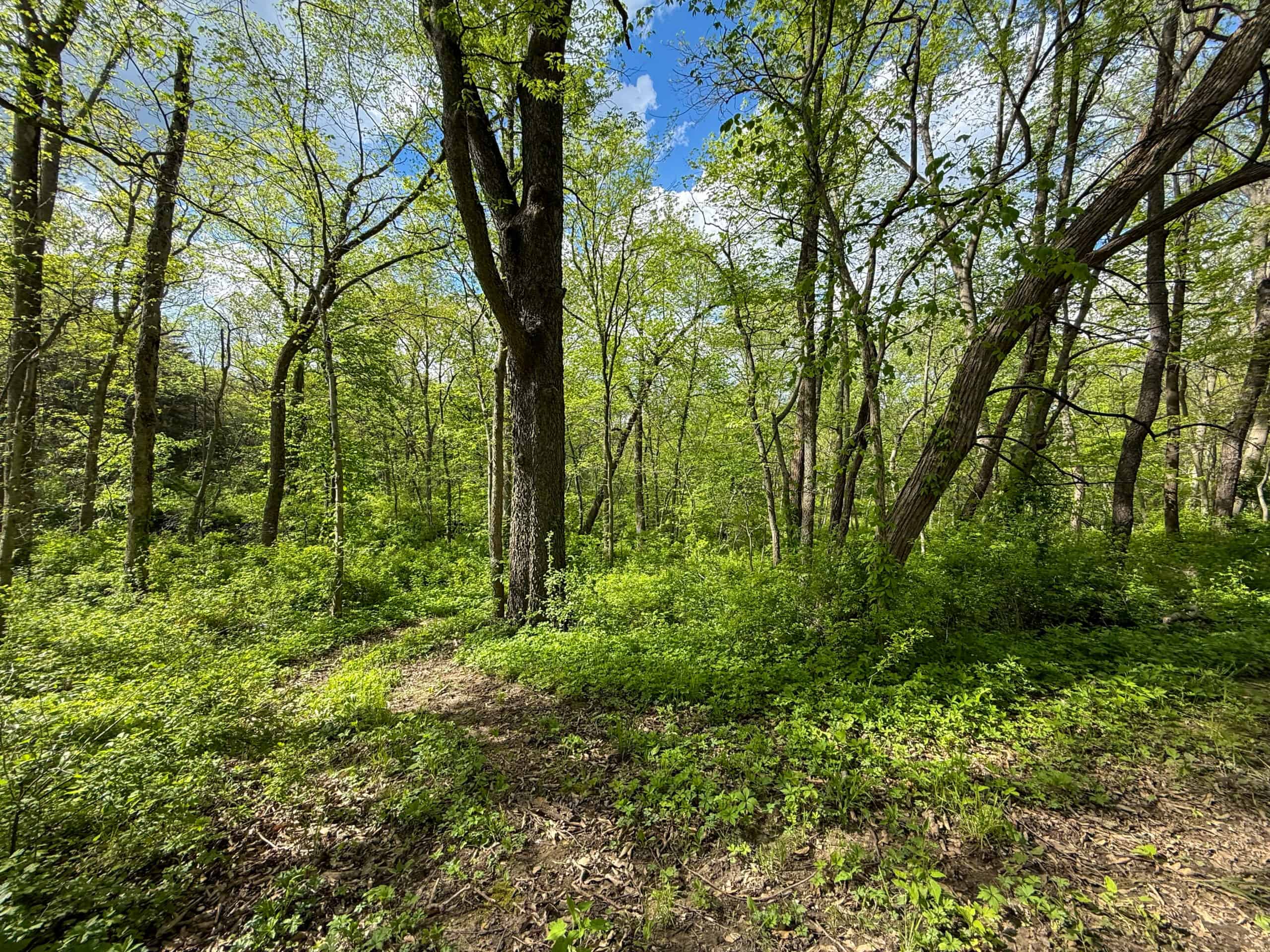 98± Acres – Monroe County, Iowa | Premier Hunting & Recreational Tract Southwest of Albia