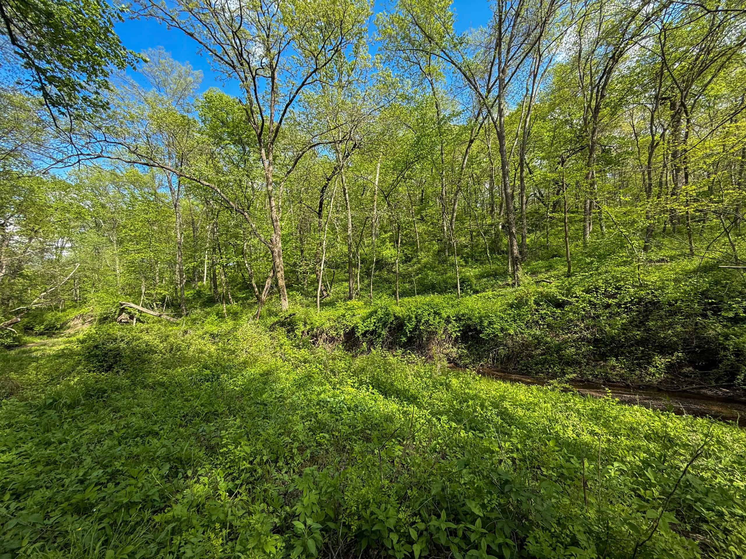 98± Acres – Monroe County, Iowa | Premier Hunting & Recreational Tract Southwest of Albia