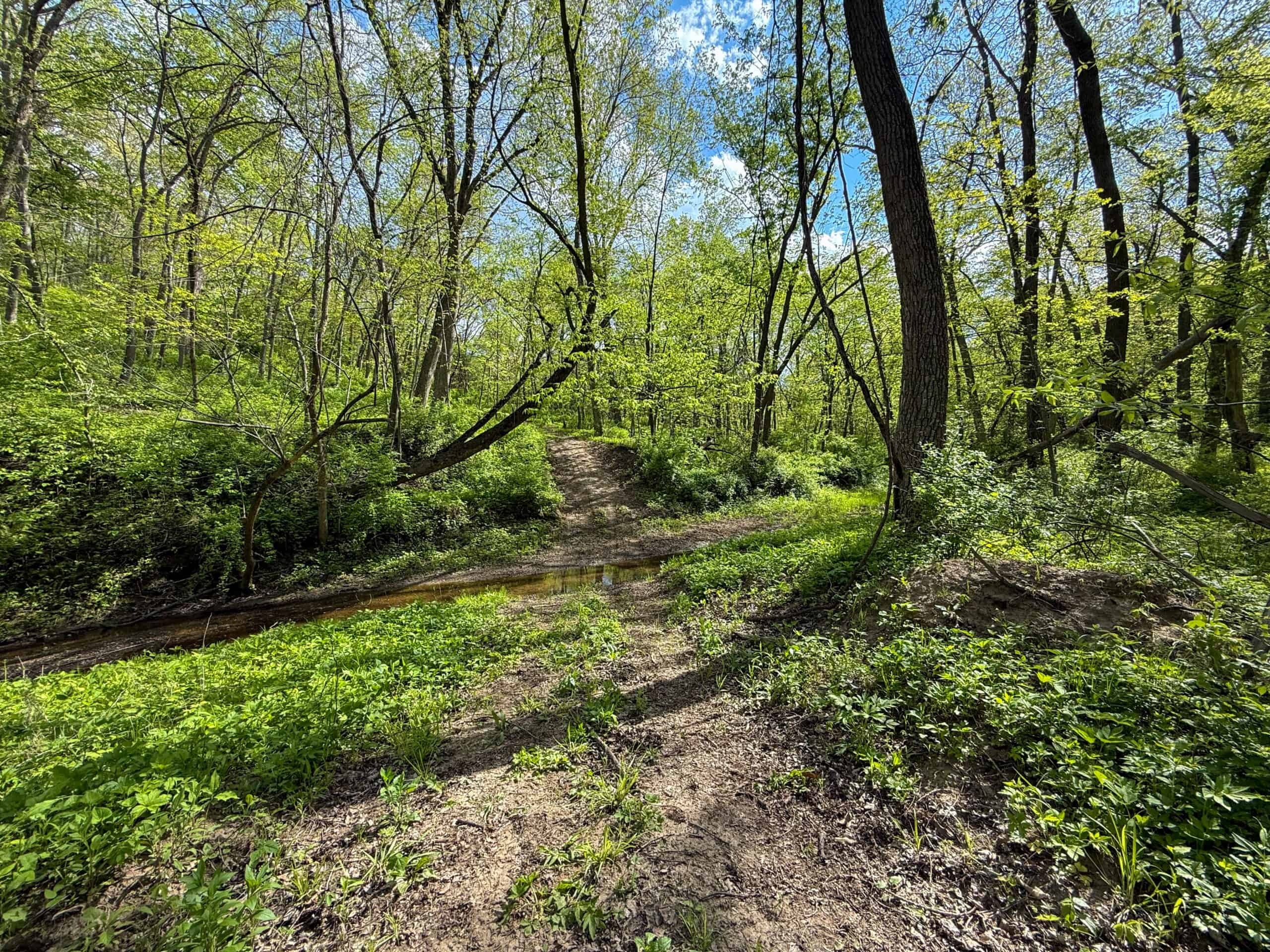 98± Acres – Monroe County, Iowa | Premier Hunting & Recreational Tract Southwest of Albia