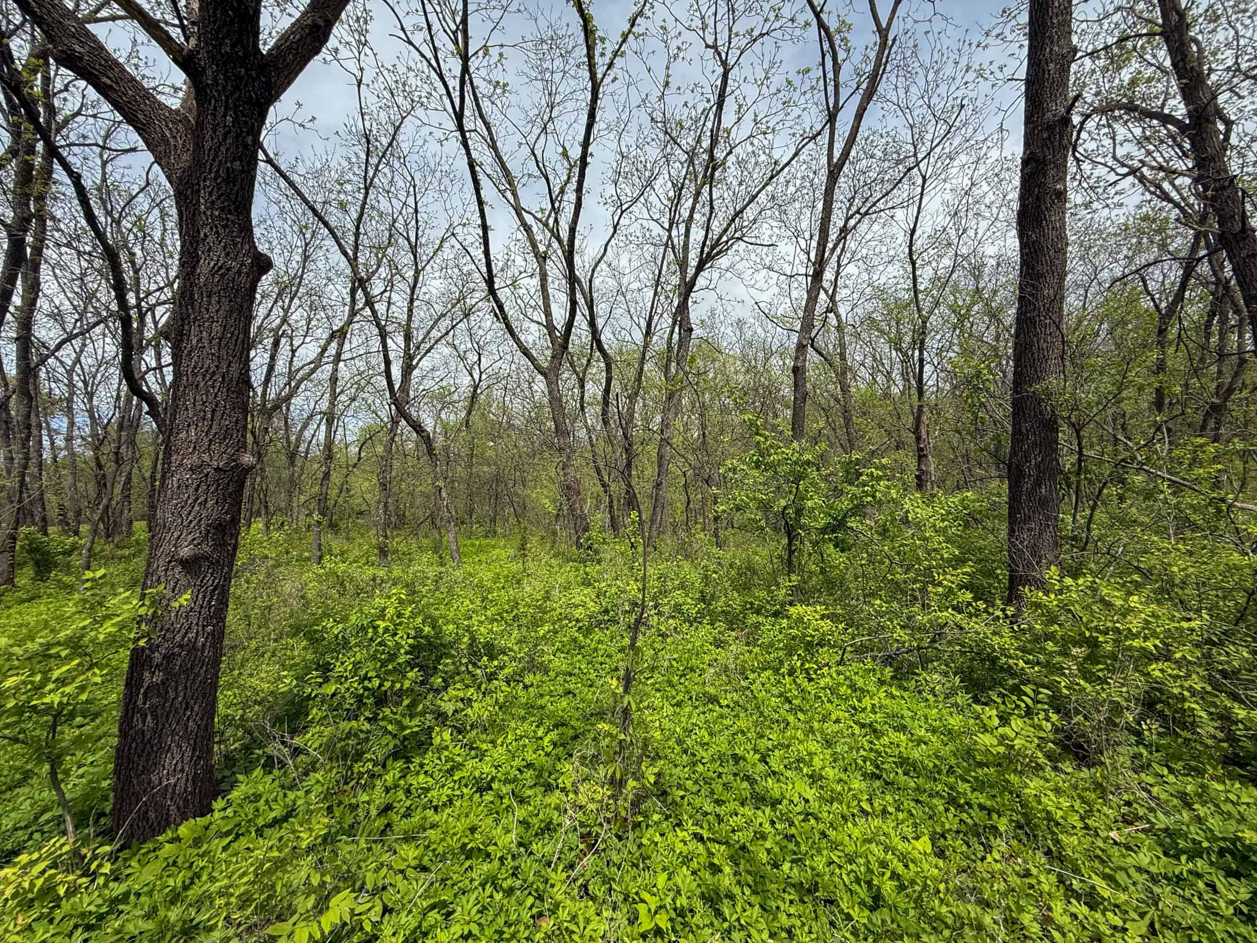 98± Acres – Monroe County, Iowa | Premier Hunting & Recreational Tract Southwest of Albia