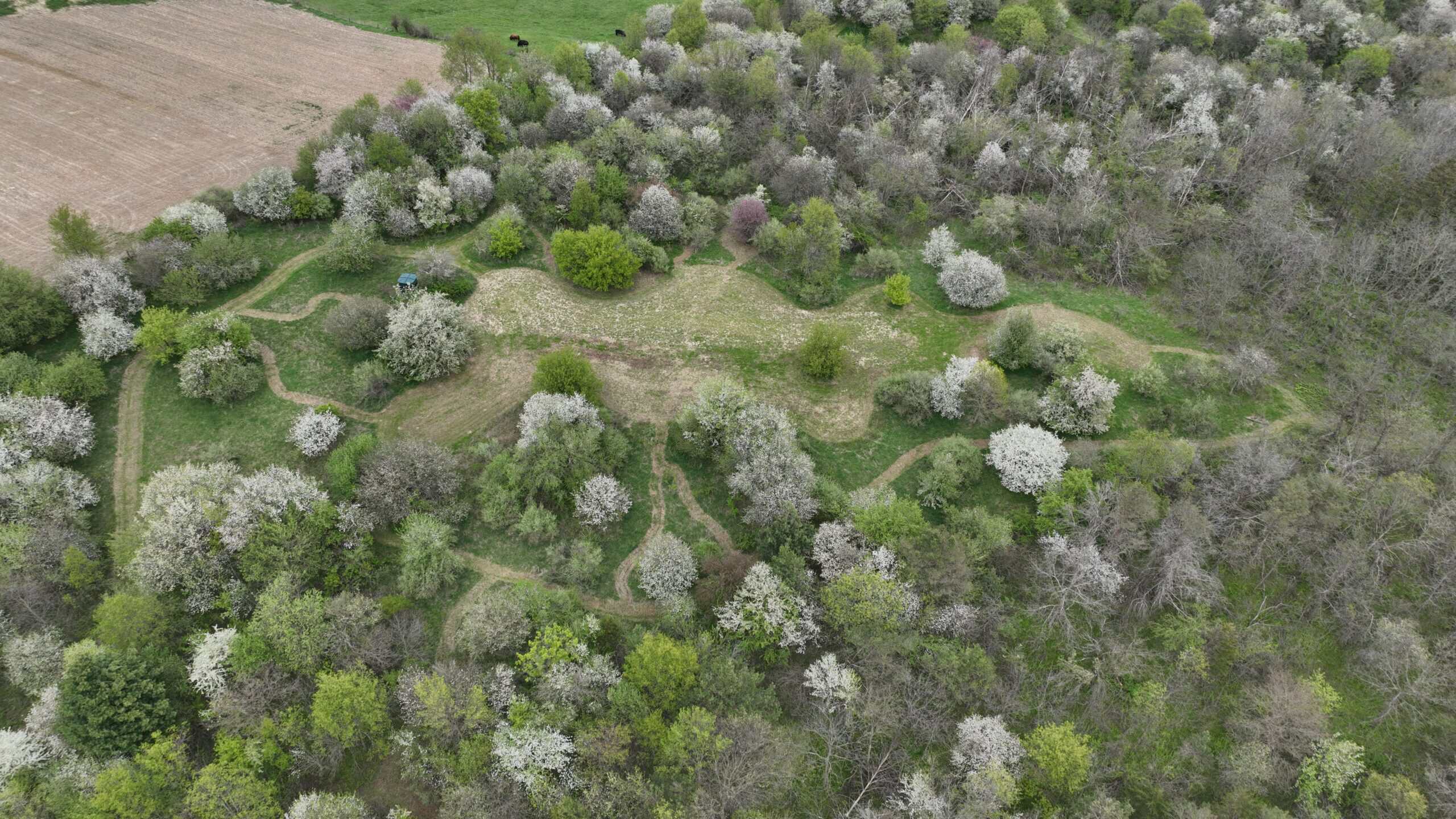 Turn-Key Driftless Hunting Sanctuary | 35± Acres | Cabin | Trophy Whitetail Paradise Near Viola, Wisconsin