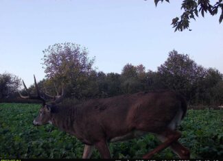 Turn-Key Driftless Hunting Sanctuary | 35± Acres | Cabin | Trophy Whitetail Paradise Near Viola, Wisconsin