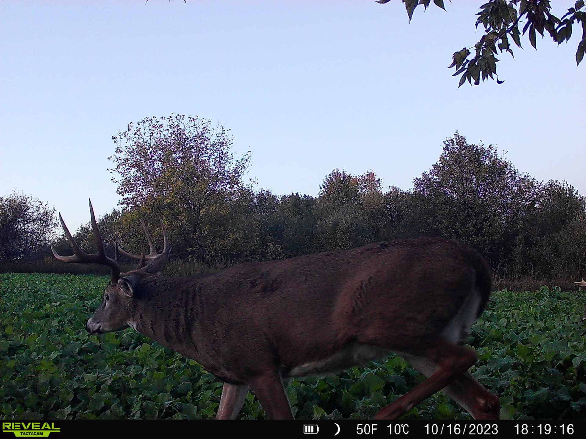 Turn-Key Driftless Hunting Sanctuary | 35± Acres | Cabin | Trophy Whitetail Paradise Near Viola, Wisconsin