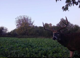 Turn-Key Driftless Hunting Sanctuary | 35± Acres | Cabin | Trophy Whitetail Paradise Near Viola, Wisconsin