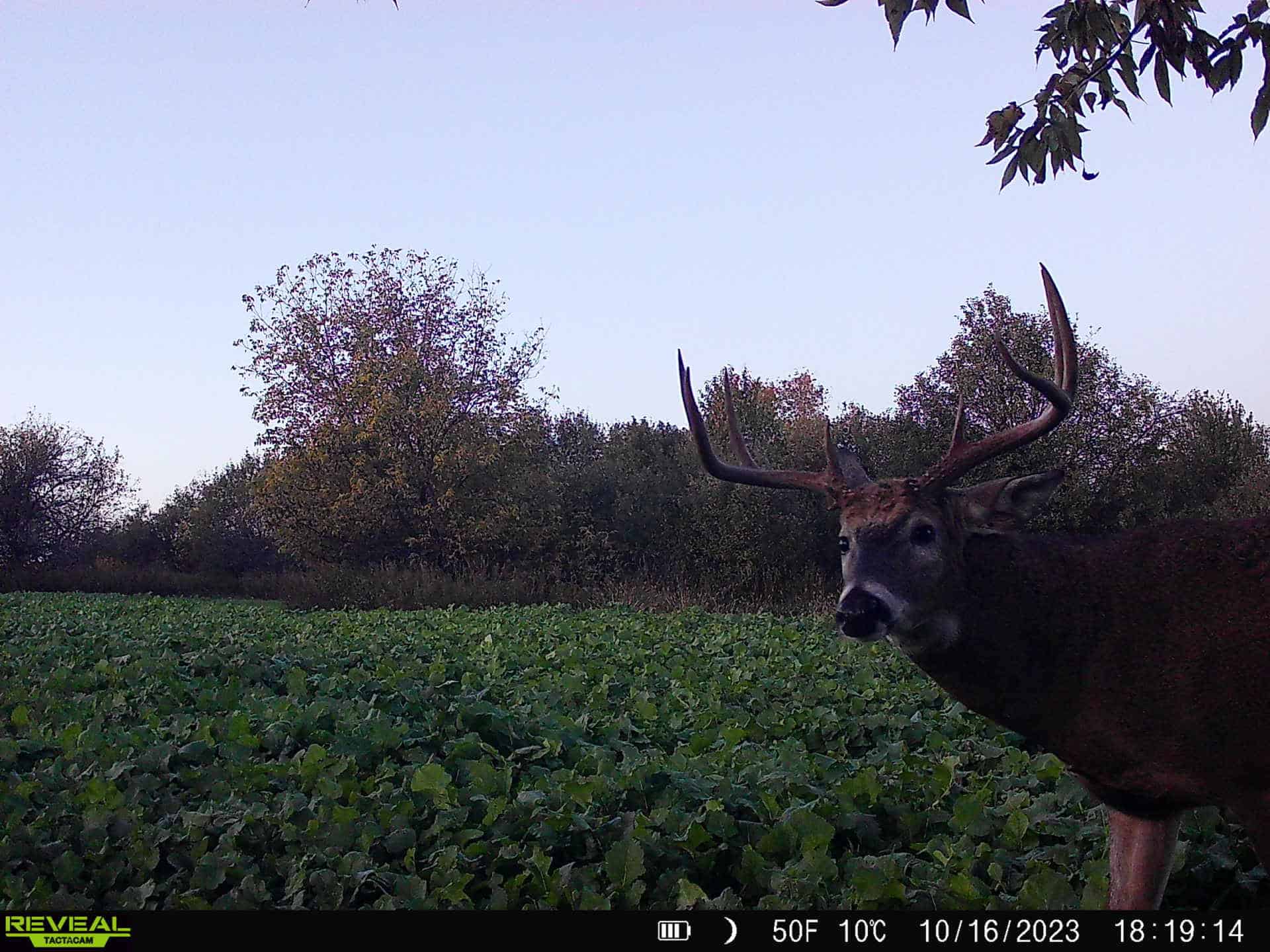 Turn-Key Driftless Hunting Sanctuary | 35± Acres | Cabin | Trophy Whitetail Paradise Near Viola, Wisconsin