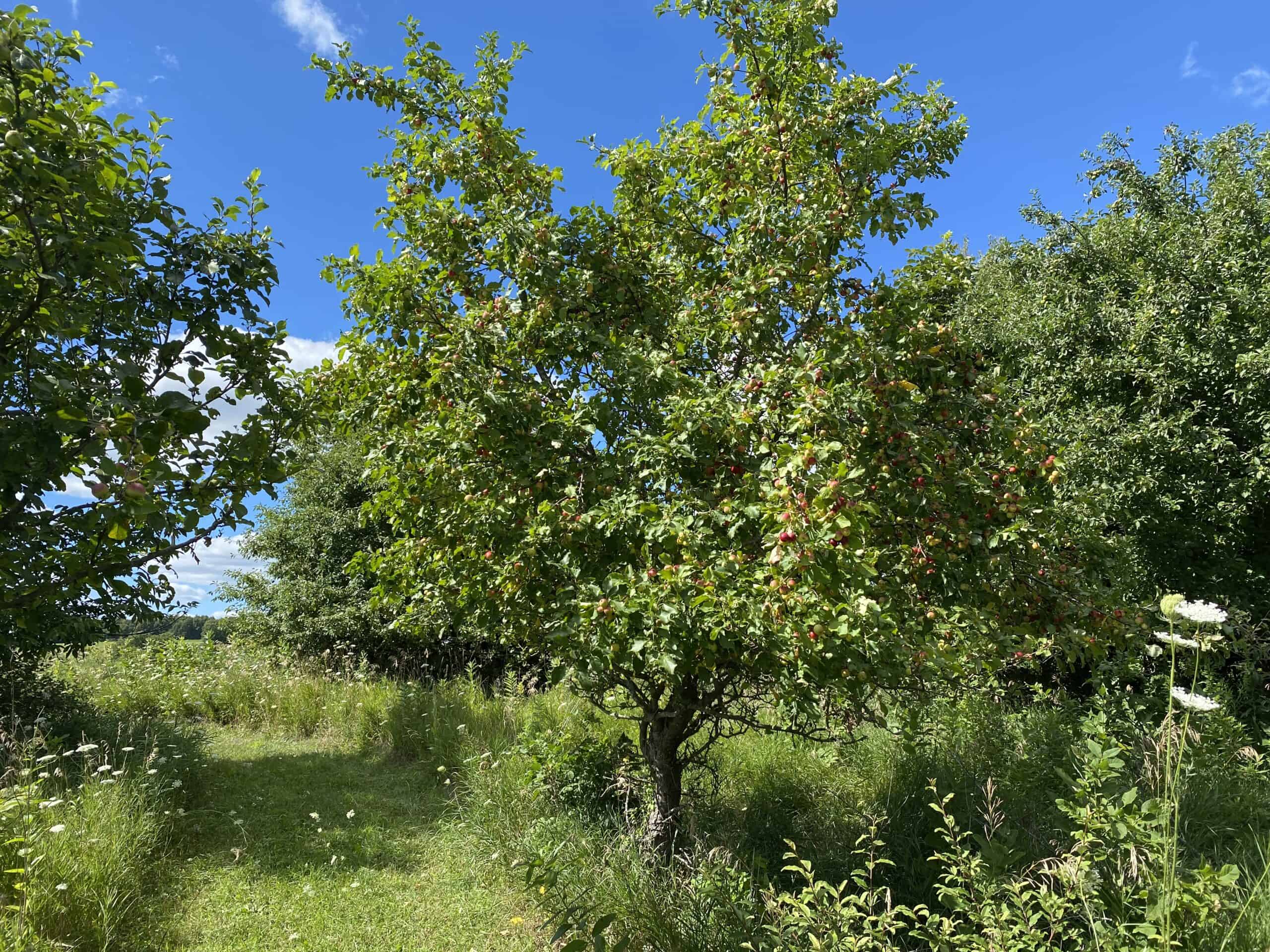 Turn-Key Driftless Hunting Sanctuary | 35± Acres | Cabin | Trophy Whitetail Paradise Near Viola, Wisconsin