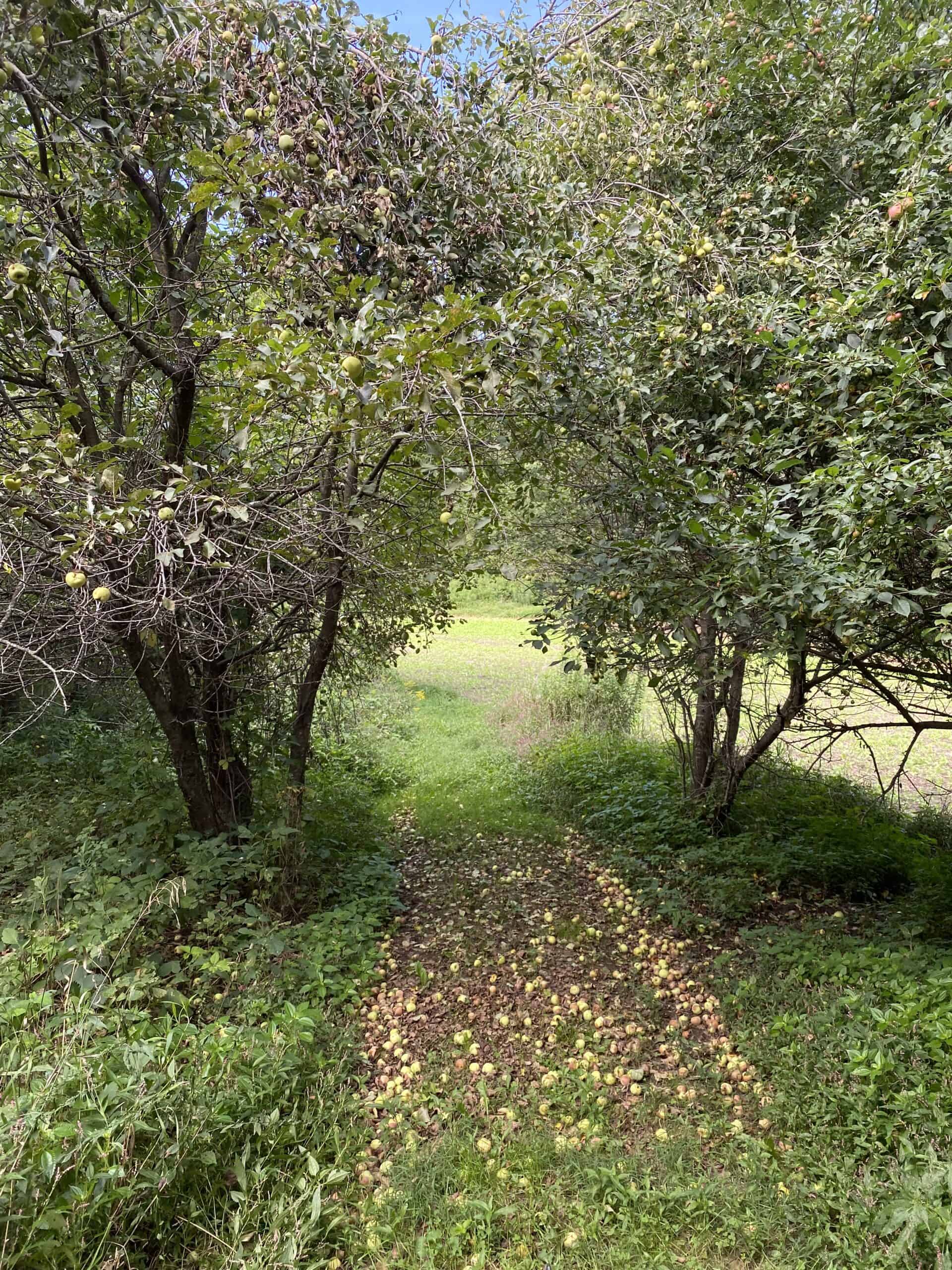 Turn-Key Driftless Hunting Sanctuary | 35± Acres | Cabin | Trophy Whitetail Paradise Near Viola, Wisconsin