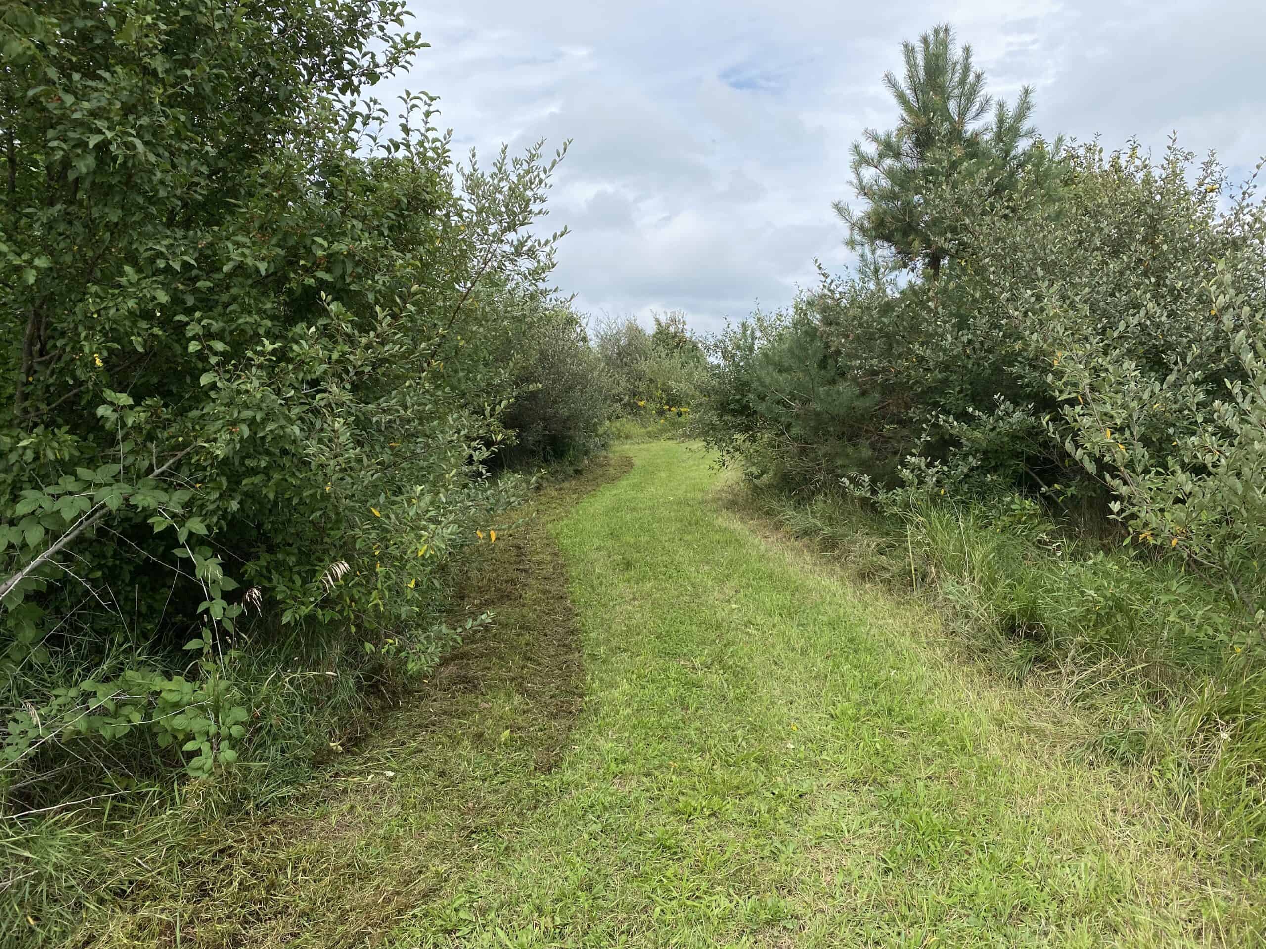 Turn-Key Driftless Hunting Sanctuary | 35± Acres | Cabin | Trophy Whitetail Paradise Near Viola, Wisconsin
