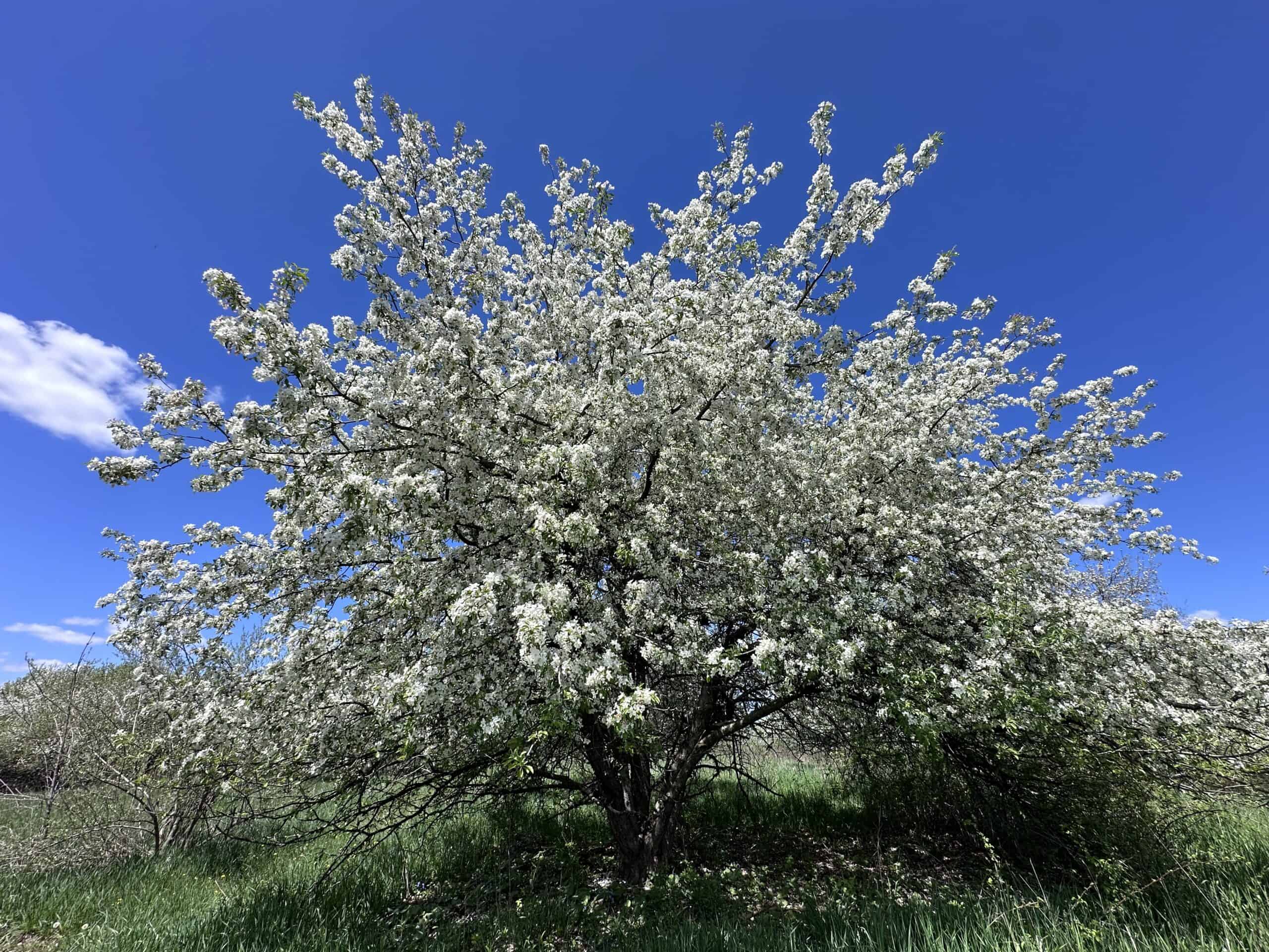 Turn-Key Driftless Hunting Sanctuary | 35± Acres | Cabin | Trophy Whitetail Paradise Near Viola, Wisconsin