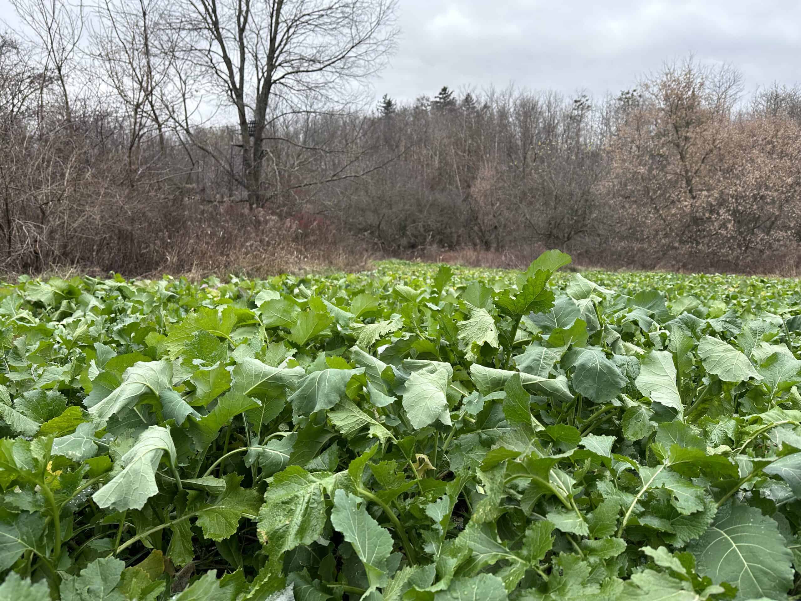 Turn-Key Driftless Hunting Sanctuary | 35± Acres | Cabin | Trophy Whitetail Paradise Near Viola, Wisconsin