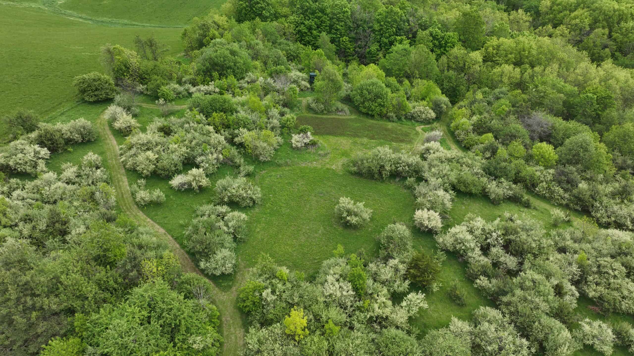 Turn-Key Driftless Hunting Sanctuary | 35± Acres | Cabin | Trophy Whitetail Paradise Near Viola, Wisconsin