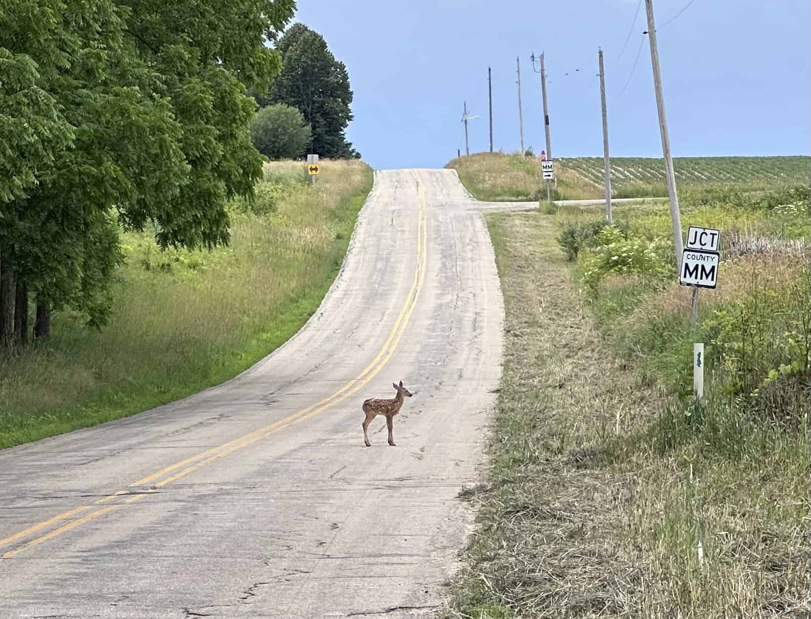 Turn-Key Driftless Hunting Sanctuary | 35± Acres | Cabin | Trophy Whitetail Paradise Near Viola, Wisconsin