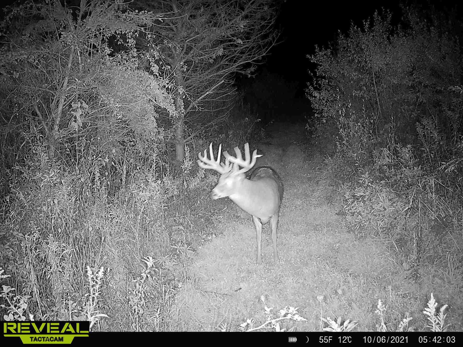 Turn-Key Driftless Hunting Sanctuary | 35± Acres | Cabin | Trophy Whitetail Paradise Near Viola, Wisconsin