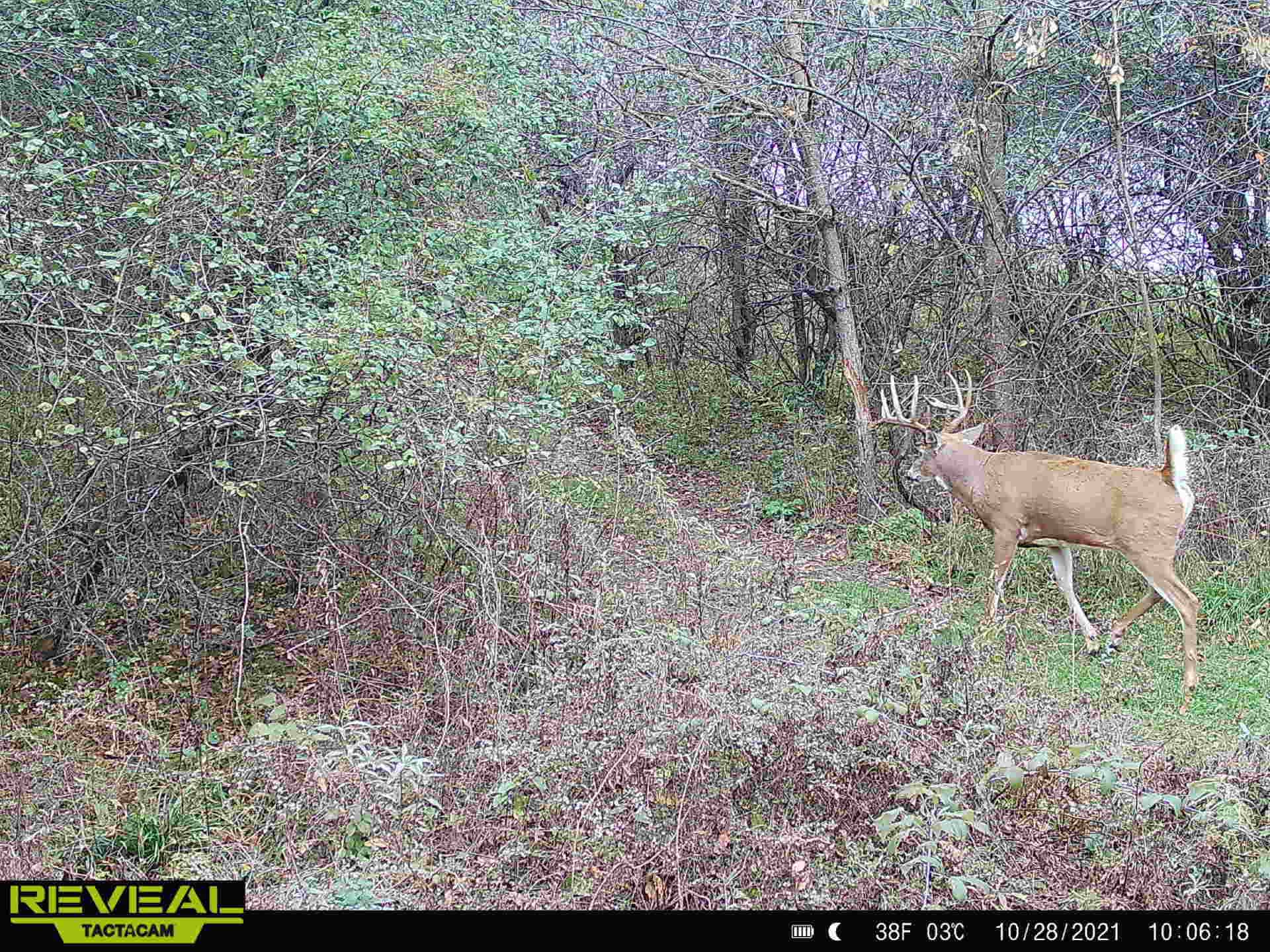 Turn-Key Driftless Hunting Sanctuary | 35± Acres | Cabin | Trophy Whitetail Paradise Near Viola, Wisconsin