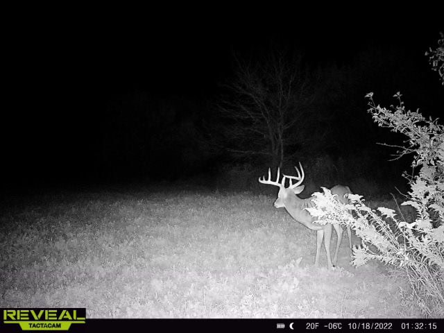 Turn-Key Driftless Hunting Sanctuary | 35± Acres | Cabin | Trophy Whitetail Paradise Near Viola, Wisconsin