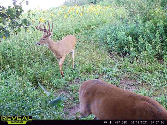 Turn-Key Driftless Hunting Sanctuary | 35± Acres | Cabin | Trophy Whitetail Paradise Near Viola, Wisconsin