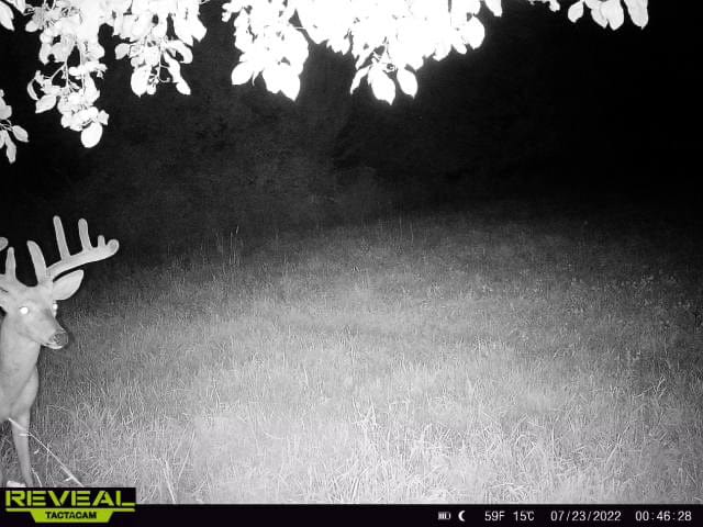 Turn-Key Driftless Hunting Sanctuary | 35± Acres | Cabin | Trophy Whitetail Paradise Near Viola, Wisconsin