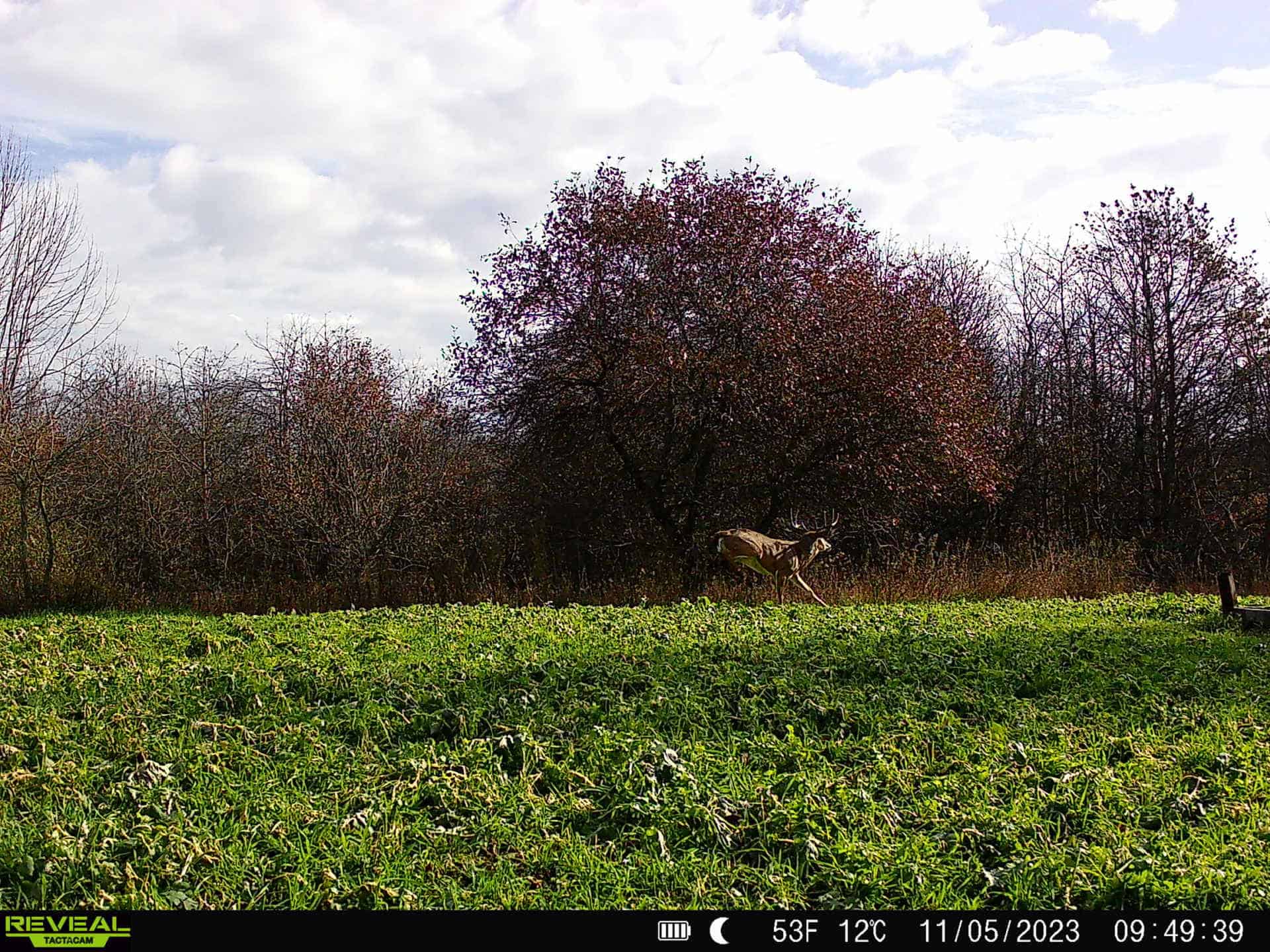 Turn-Key Driftless Hunting Sanctuary | 35± Acres | Cabin | Trophy Whitetail Paradise Near Viola, Wisconsin