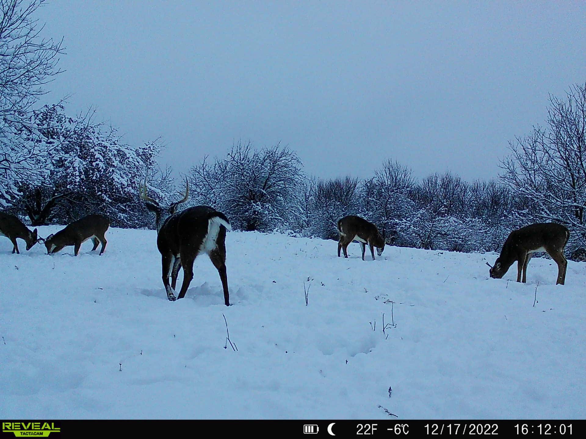 Turn-Key Driftless Hunting Sanctuary | 35± Acres | Cabin | Trophy Whitetail Paradise Near Viola, Wisconsin