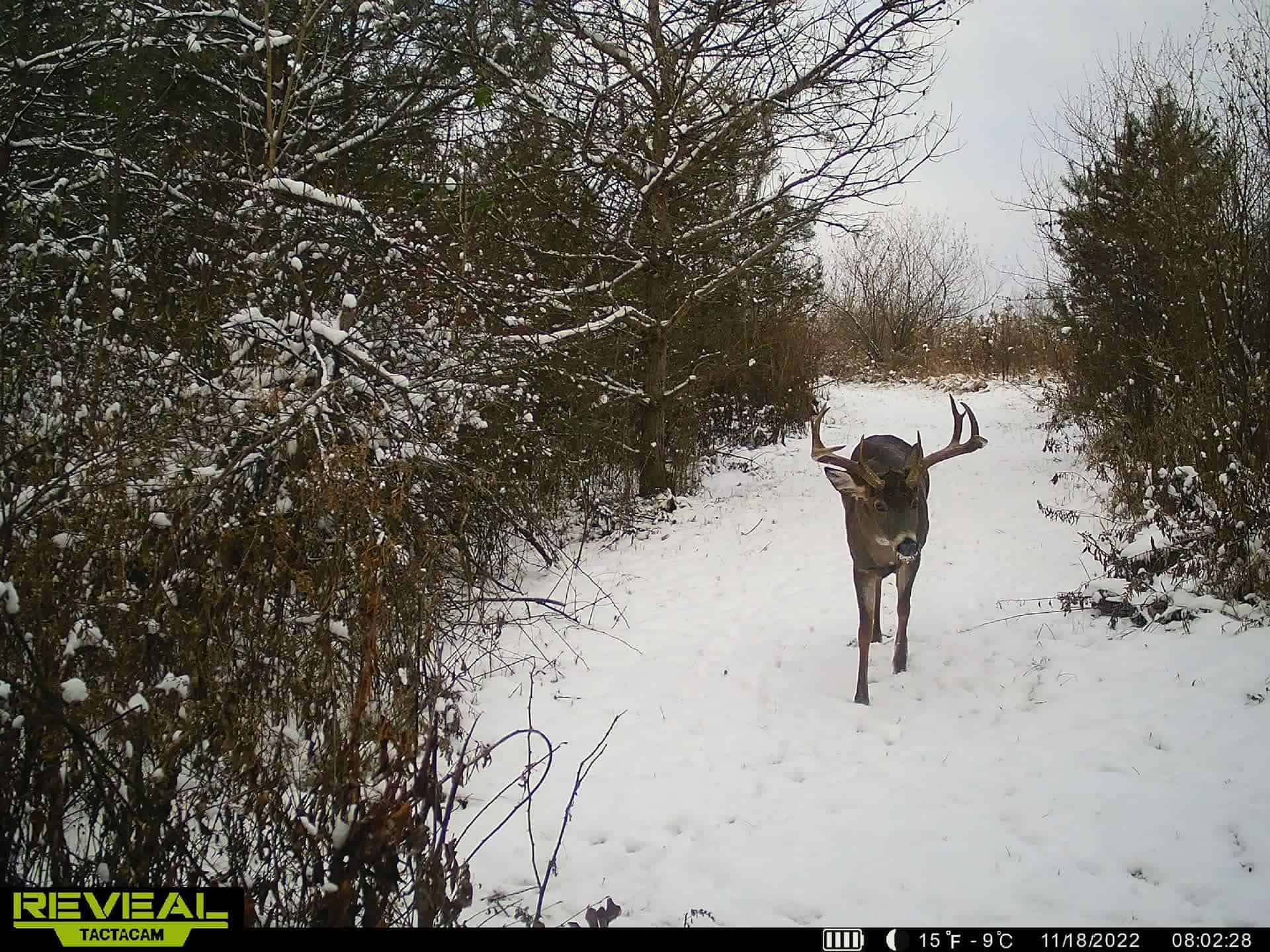 Turn-Key Driftless Hunting Sanctuary | 35± Acres | Cabin | Trophy Whitetail Paradise Near Viola, Wisconsin