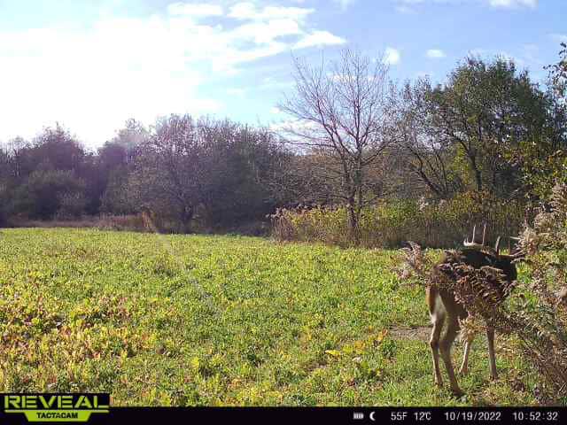 Turn-Key Driftless Hunting Sanctuary | 35± Acres | Cabin | Trophy Whitetail Paradise Near Viola, Wisconsin