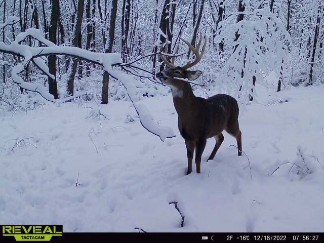 Turn-Key Driftless Hunting Sanctuary | 35± Acres | Cabin | Trophy Whitetail Paradise Near Viola, Wisconsin