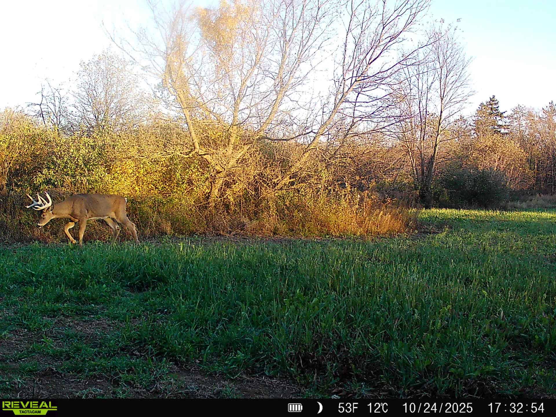 Turn-Key Driftless Hunting Sanctuary | 35± Acres | Cabin | Trophy Whitetail Paradise Near Viola, Wisconsin