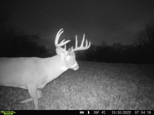 Turn-Key Driftless Hunting Sanctuary | 35± Acres | Cabin | Trophy Whitetail Paradise Near Viola, Wisconsin