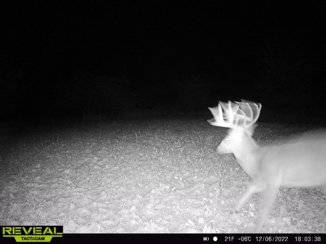 Turn-Key Driftless Hunting Sanctuary | 35± Acres | Cabin | Trophy Whitetail Paradise Near Viola, Wisconsin