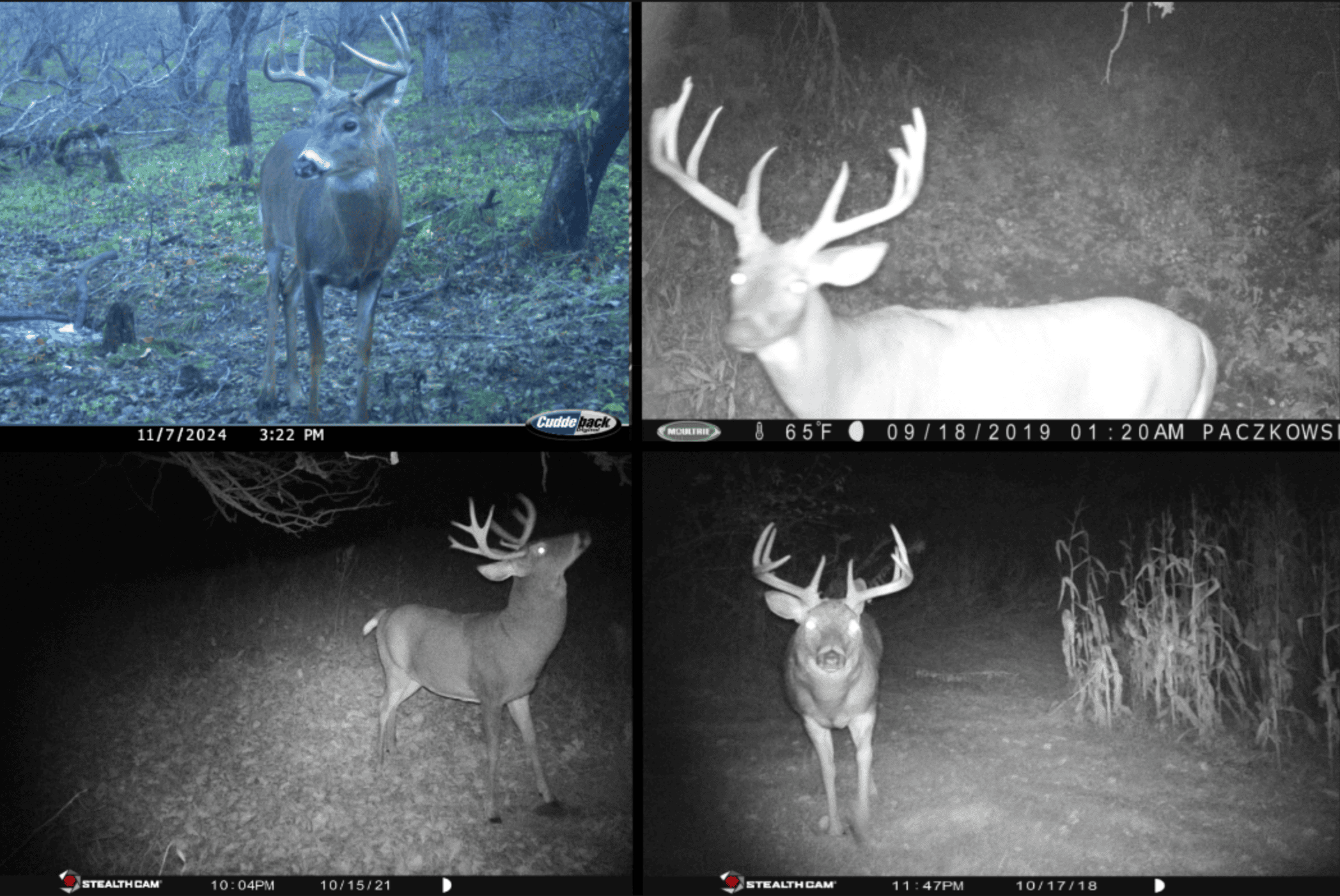 Scenic Country Home & Trophy Whitetail Retreat Near Wildcat Mountain State Park – 21.78 Acres in Vernon County, Wisconsin