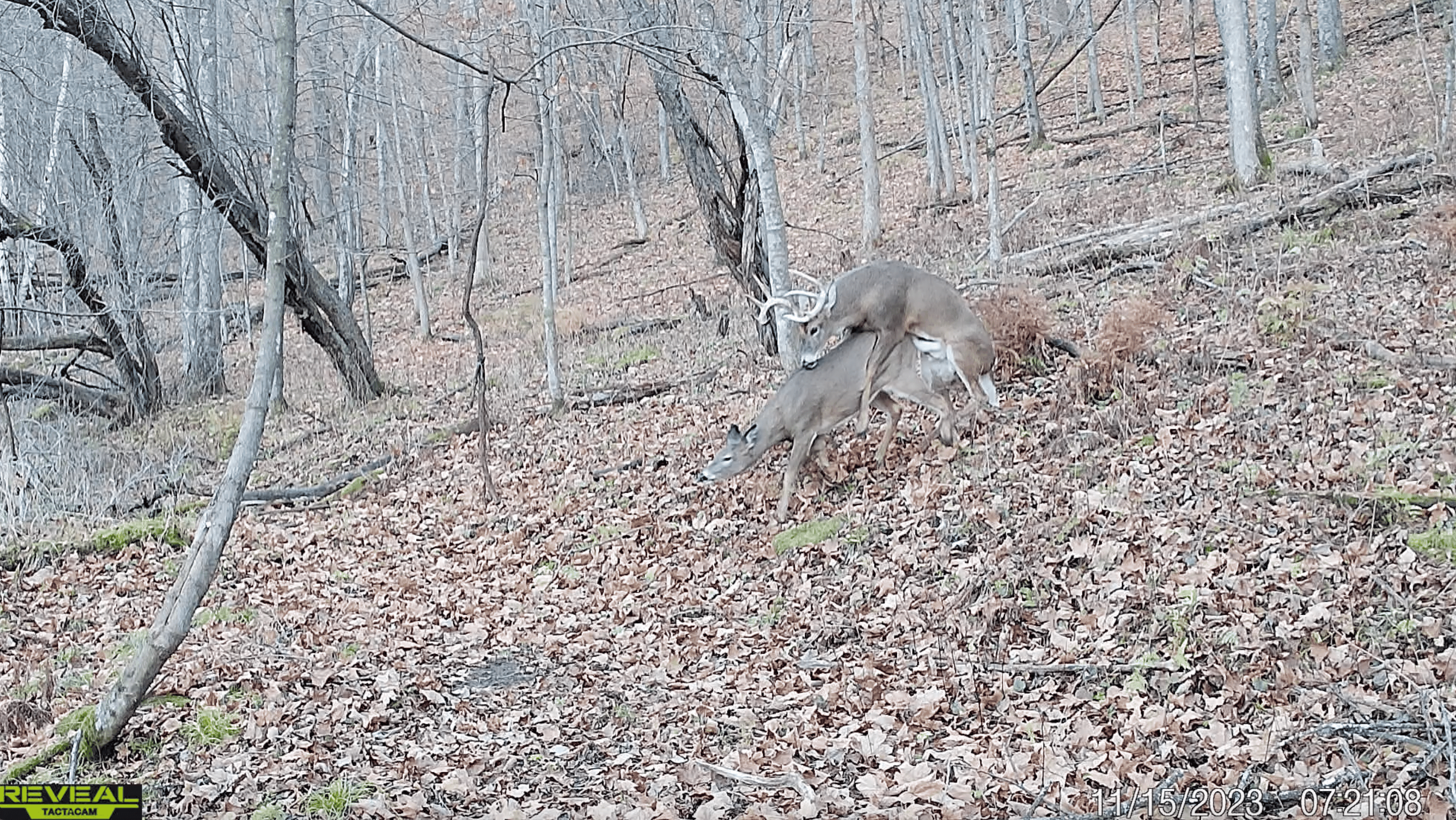 Scenic Country Home & Trophy Whitetail Retreat Near Wildcat Mountain State Park – 21.78 Acres in Vernon County, Wisconsin