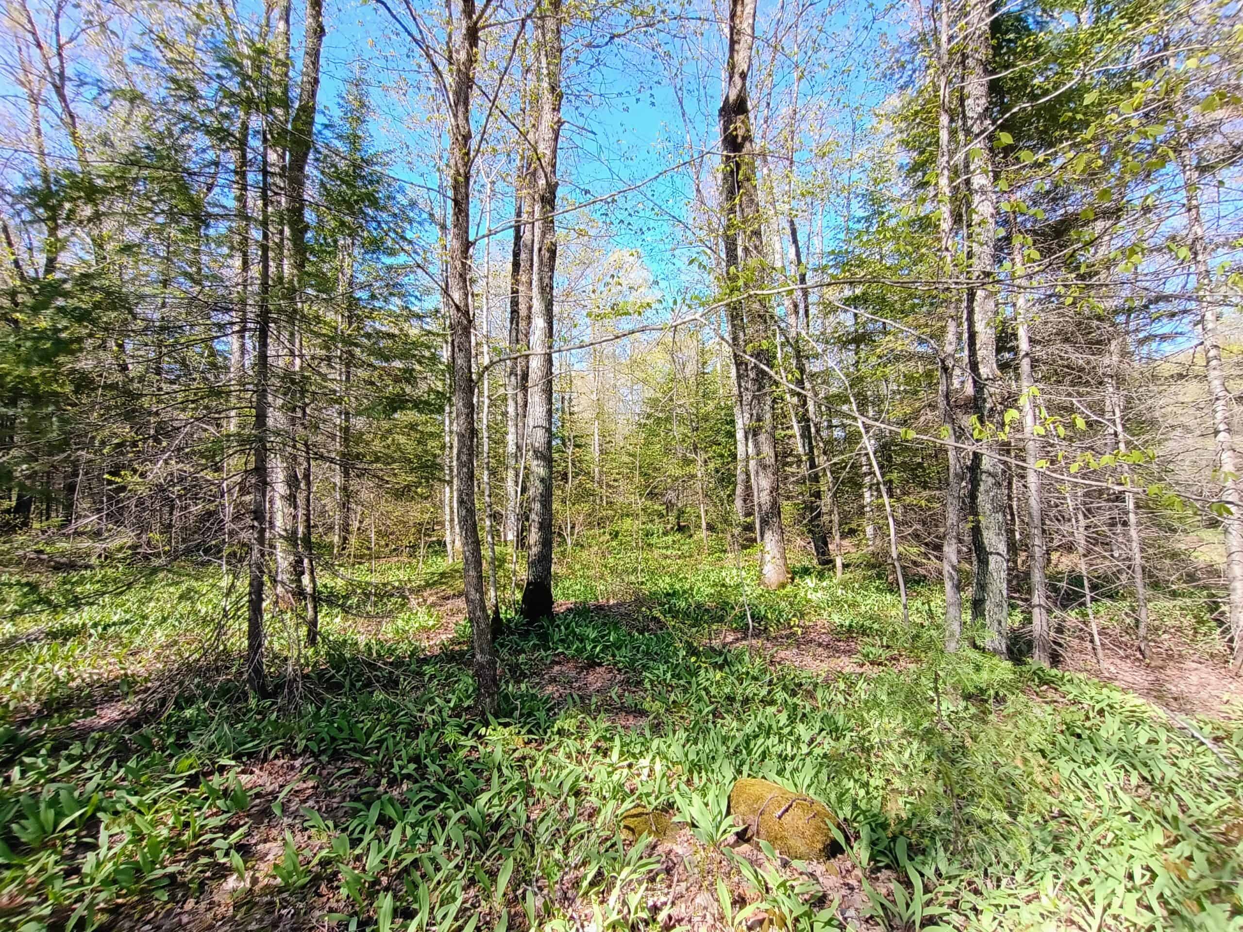 40 Acres Surrounded by 300,000 Acres of Public Land