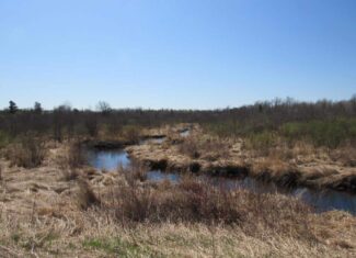 Building or Hunting Land For Sale in Pine County, MN