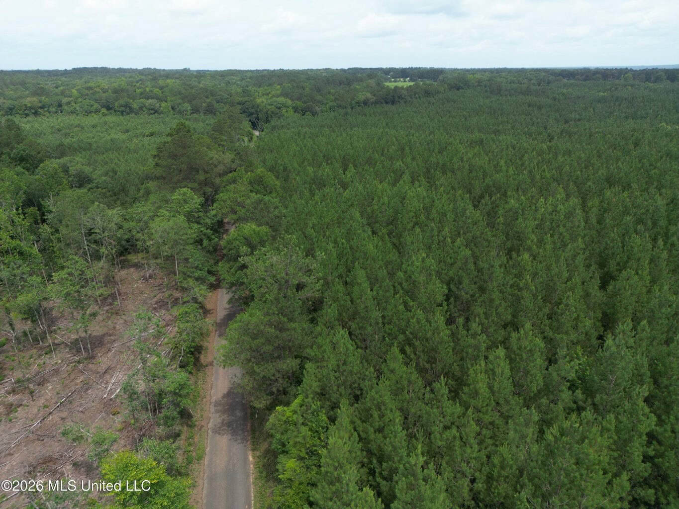 70+- Acres of Plantation Pines Pike County MS