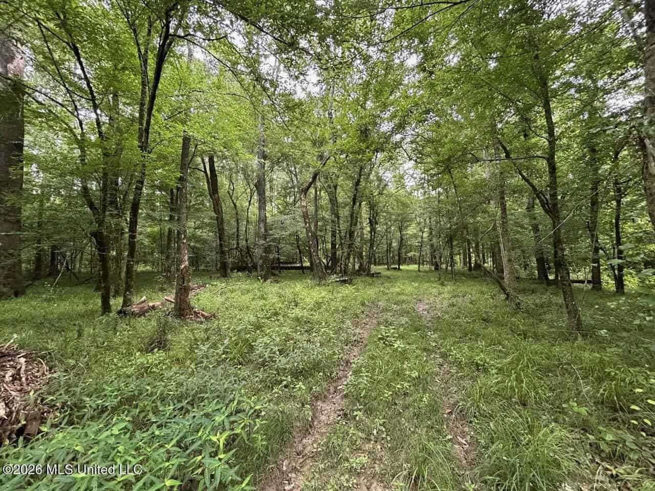 120± Acres for Sale in Osyka, MS on Tickfaw River