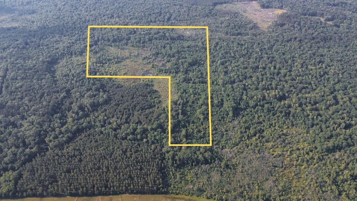 Chatham 72 – HARDWOOD TIMBER & HUNTING JACKSON PARISH LA