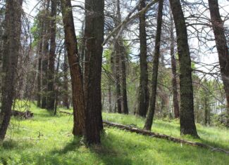 Mountain Land For Sale in Arrowhead Subdivision